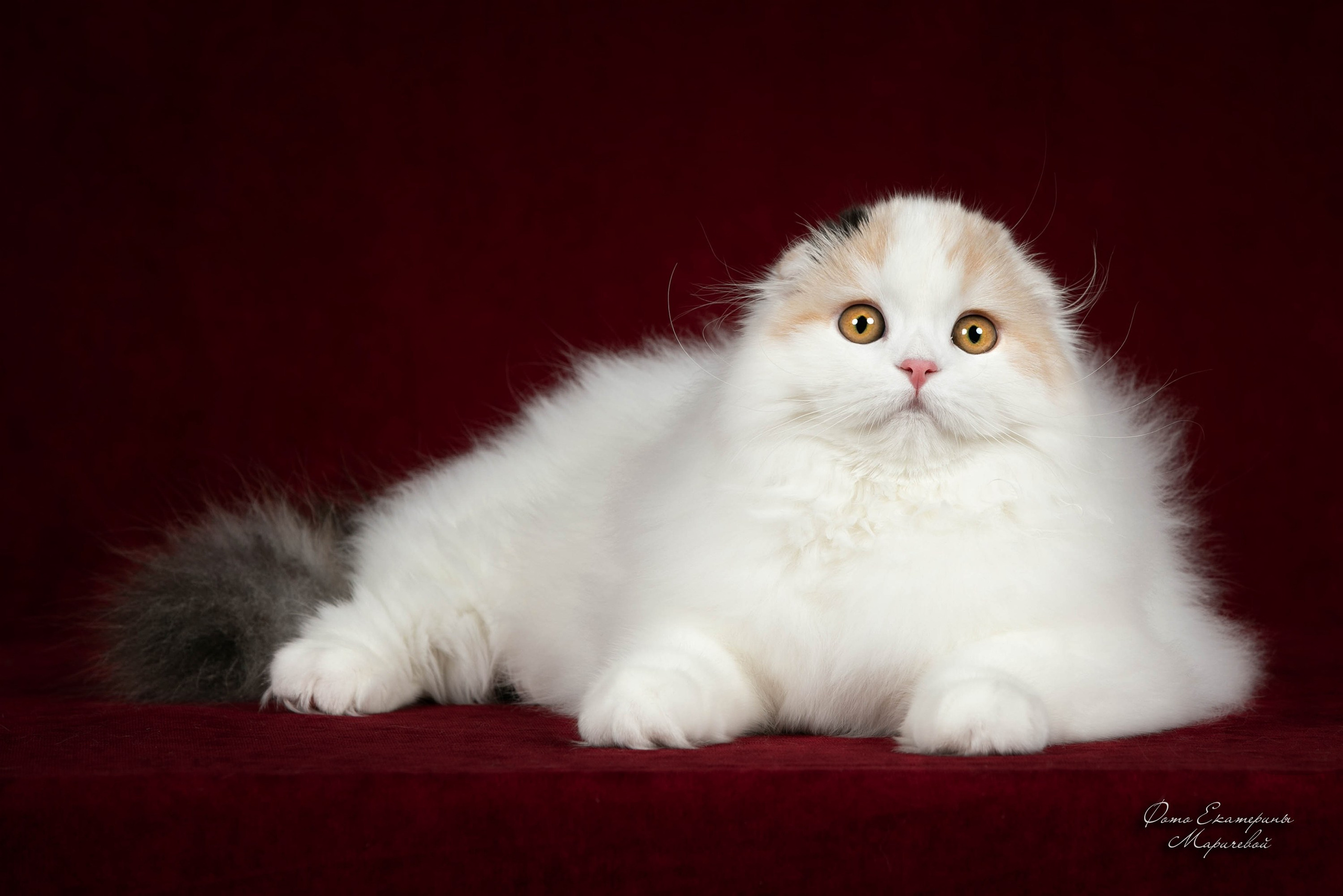 Стендовая съёмка на выставках кошек. Фотограф-анималист в Омске Екатерина Маричева