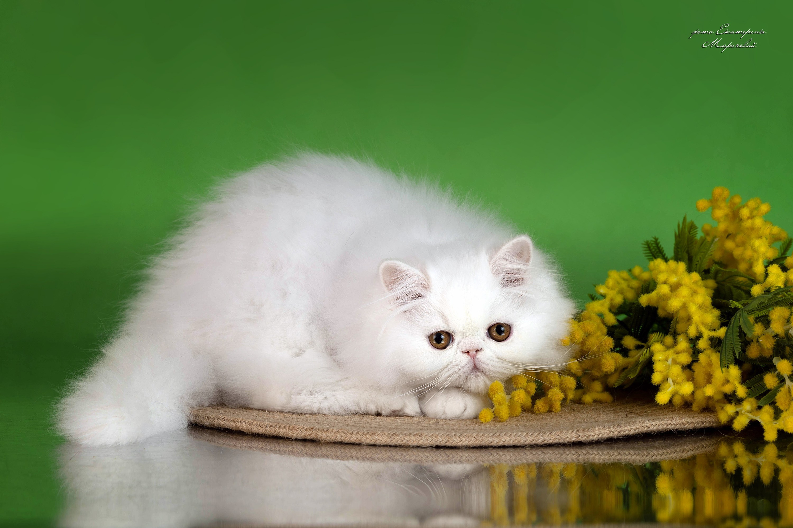 Стендовая съёмка на выставках кошек. Фотограф-анималист в Омске Екатерина Маричева