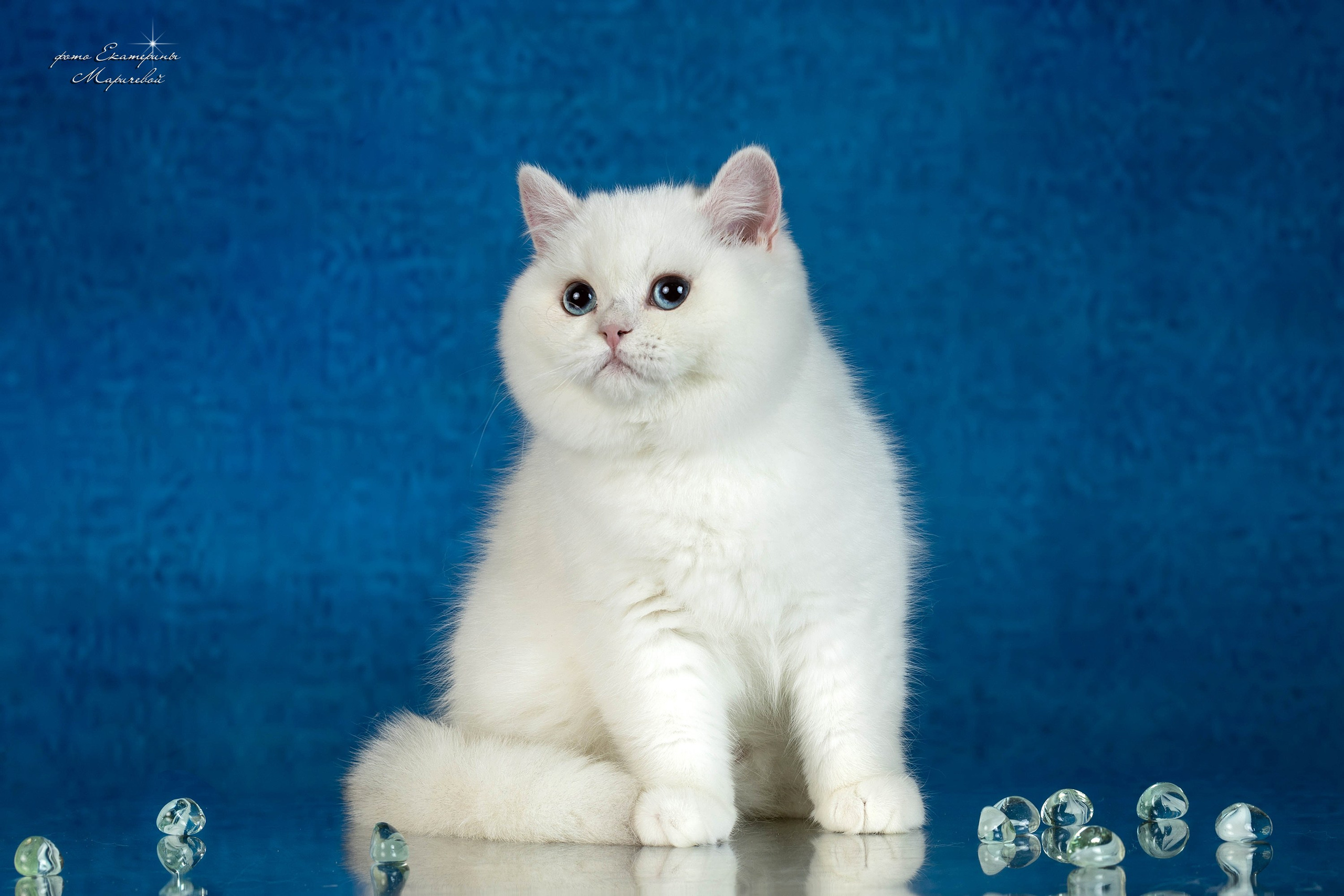 Стендовая съёмка на выставках кошек. Фотограф-анималист в Омске Екатерина Маричева