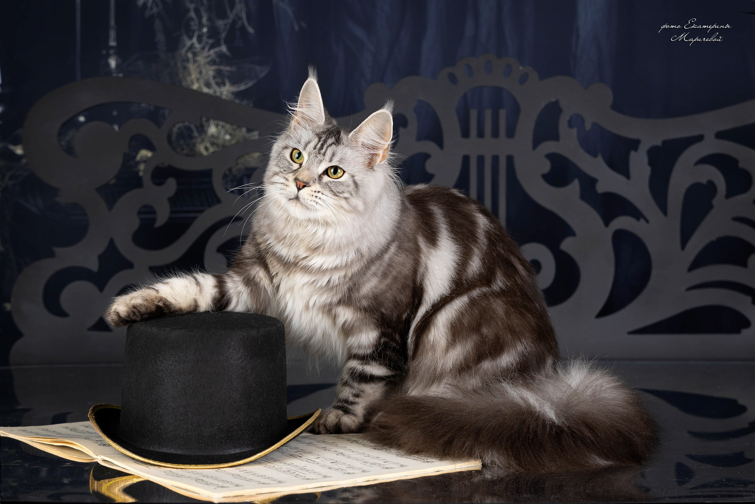 Стендовая съёмка на выставках кошек. Фотограф-анималист в Омске Екатерина Маричева