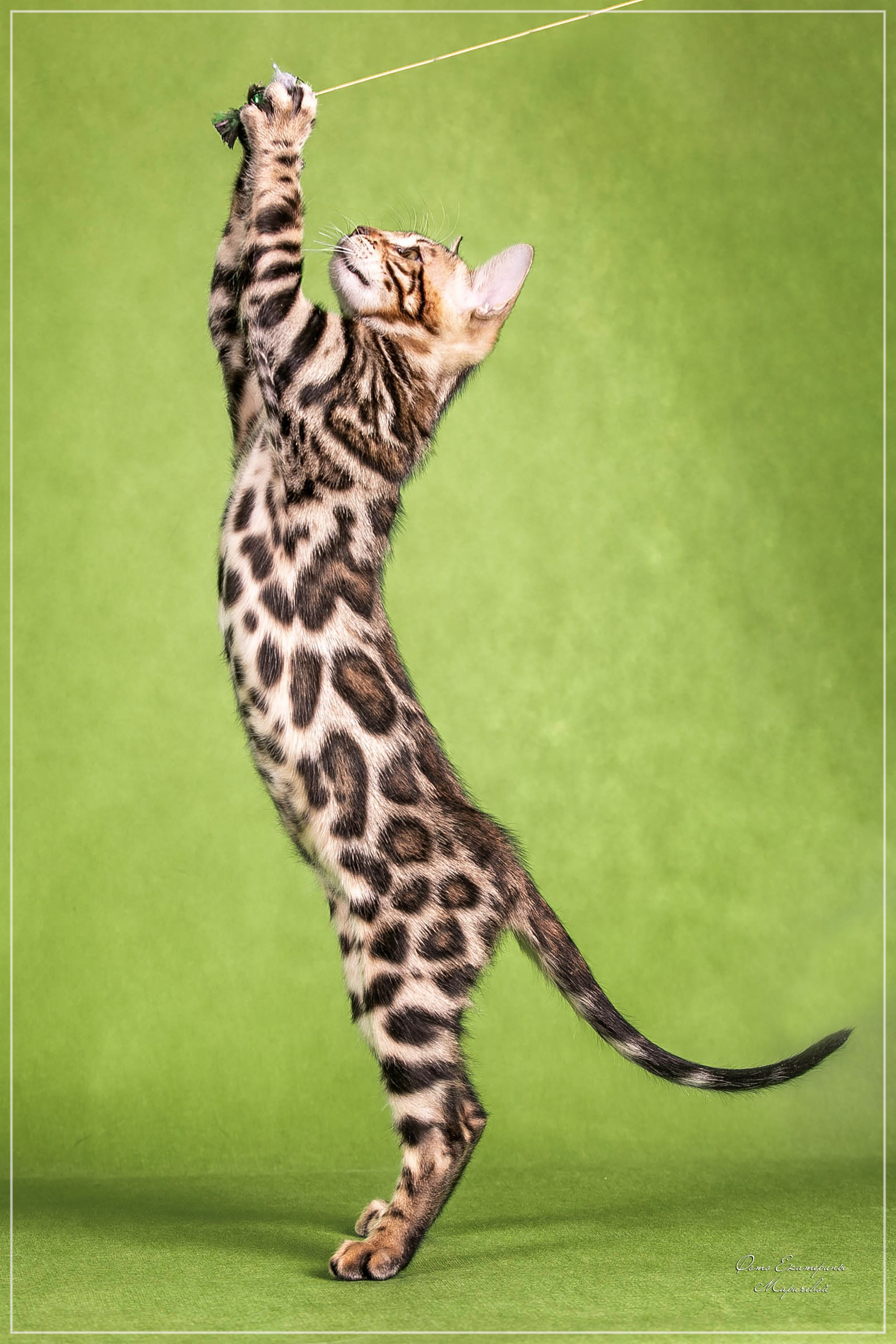 Стендовая съёмка на выставках кошек. Фотограф-анималист в Омске Екатерина Маричева