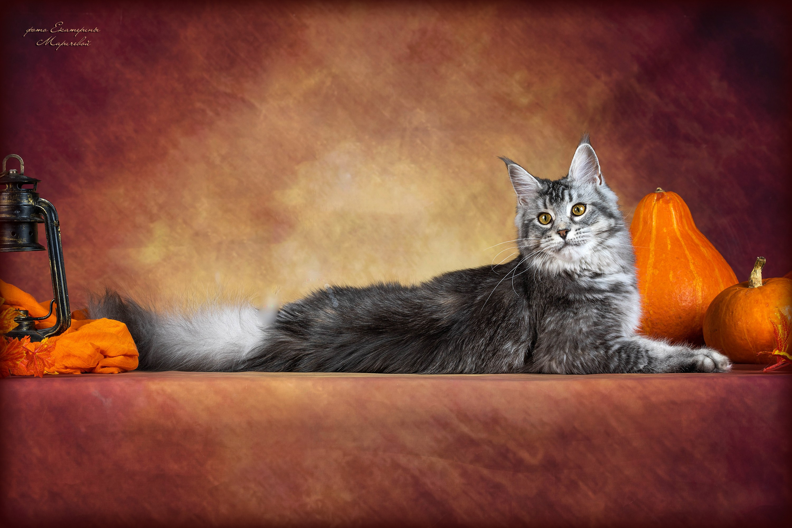 Стендовая съёмка на выставках кошек. Фотограф-анималист в Омске Екатерина Маричева