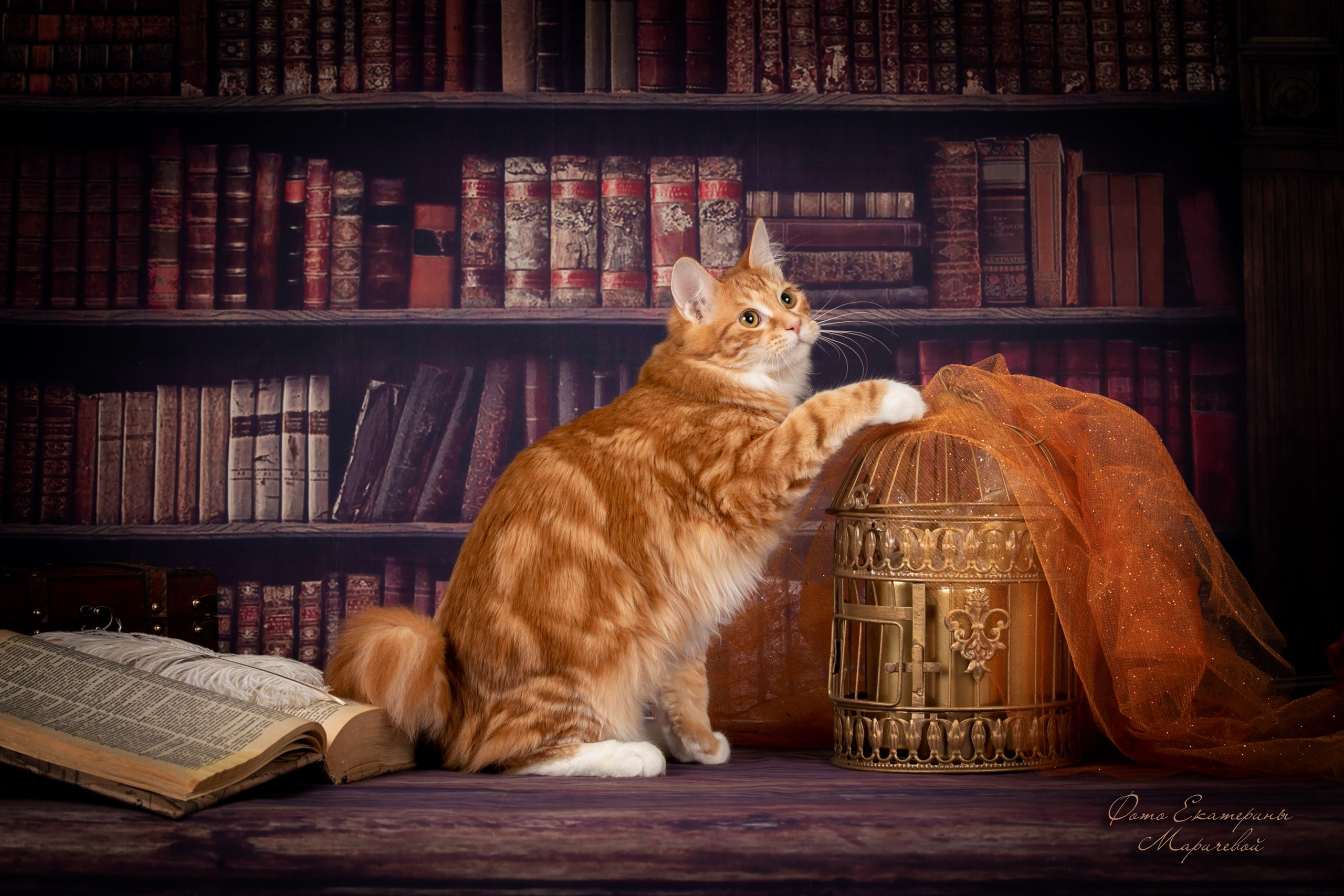 Тематические фоны с рисунком. Фотограф-анималист в Омске Екатерина Маричева