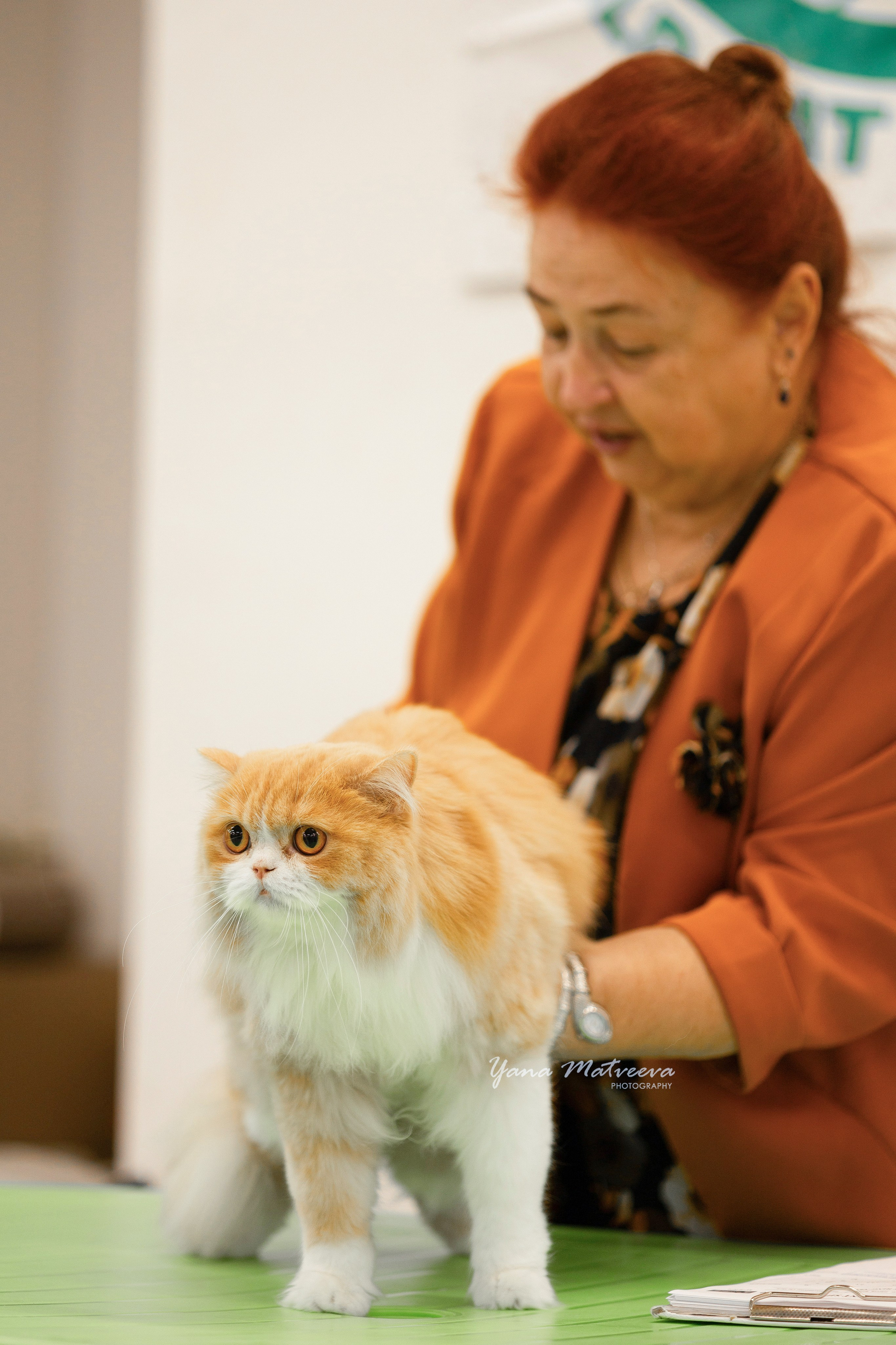 Кошки. Фотограф Яна Матвеева в Ижевске