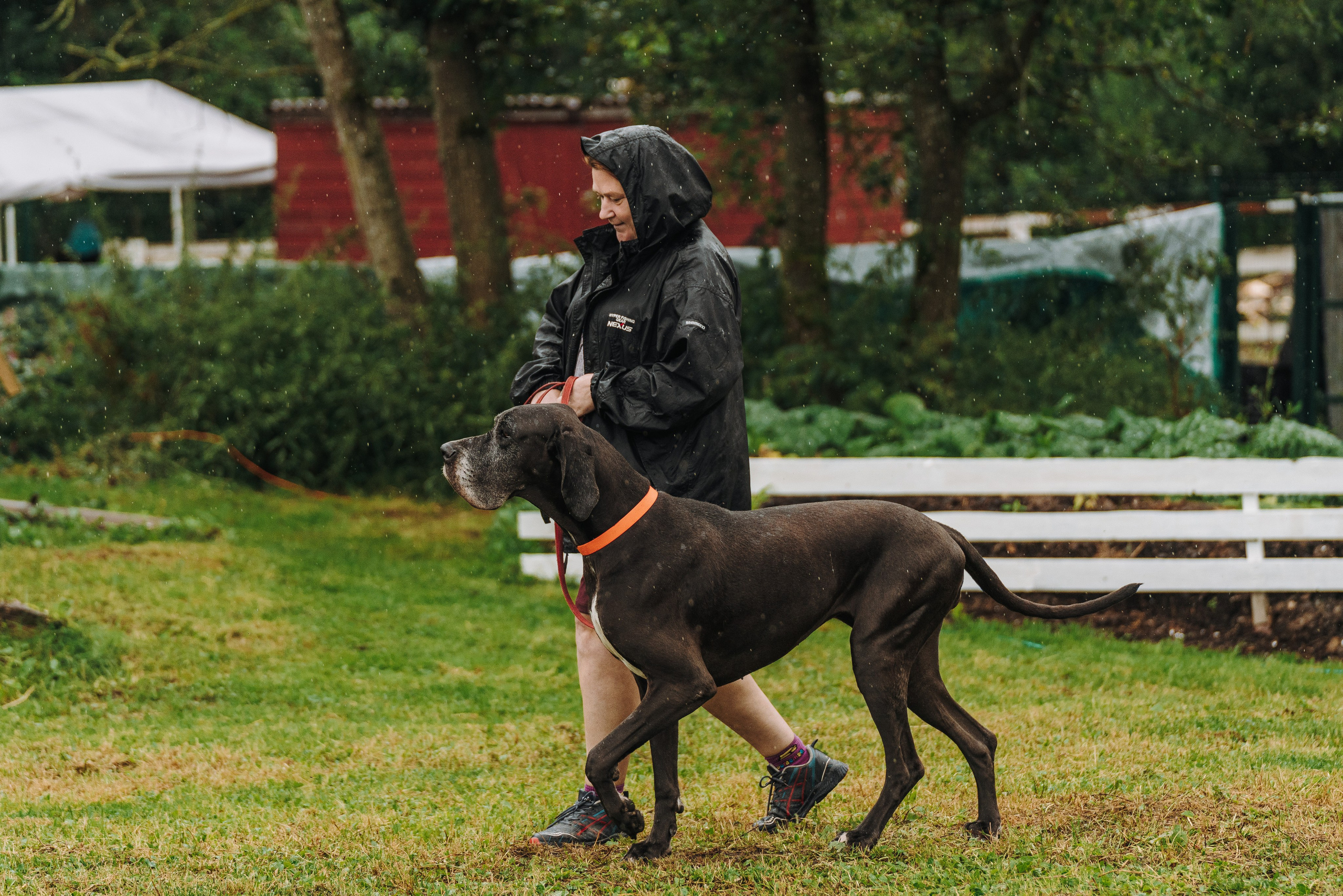 Соревнования по ноузворку в Новожилово. Фотограф анималист в Спб недорого Олеся Майорова