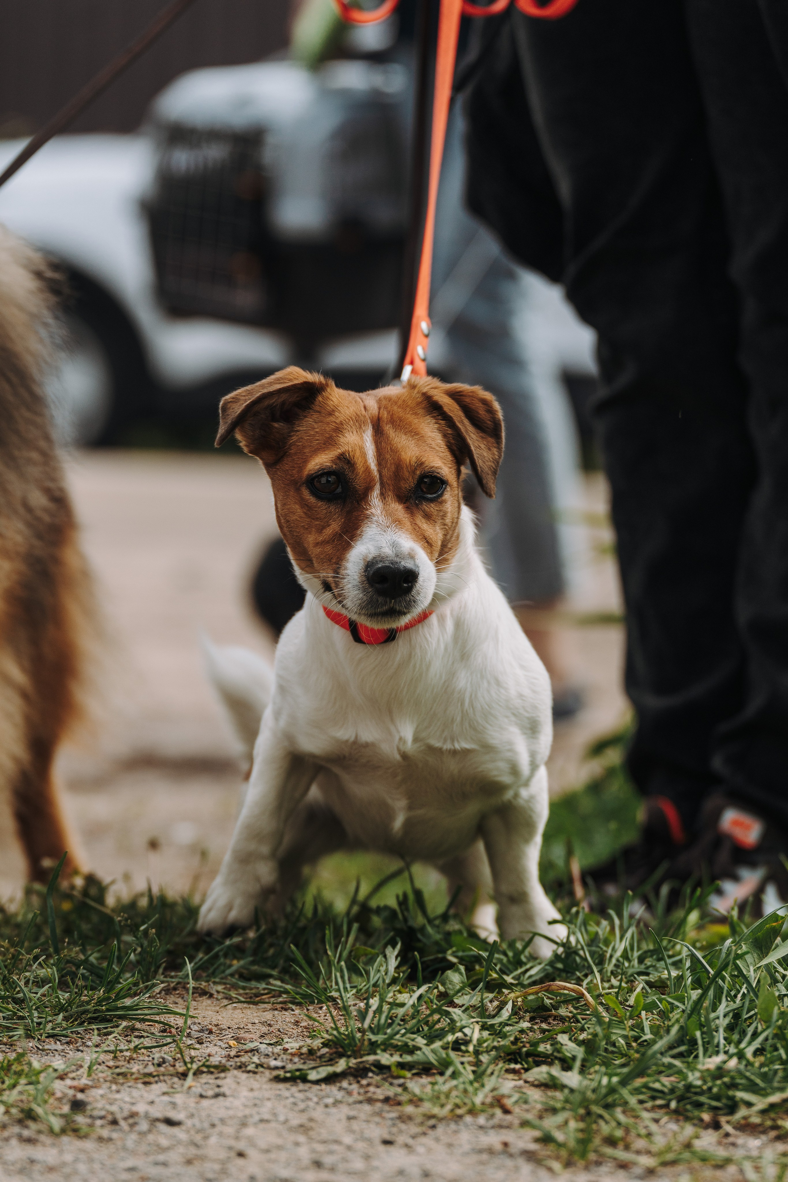 Соревнования по ноузворку. Фотограф анималист в Спб недорого Олеся Майорова