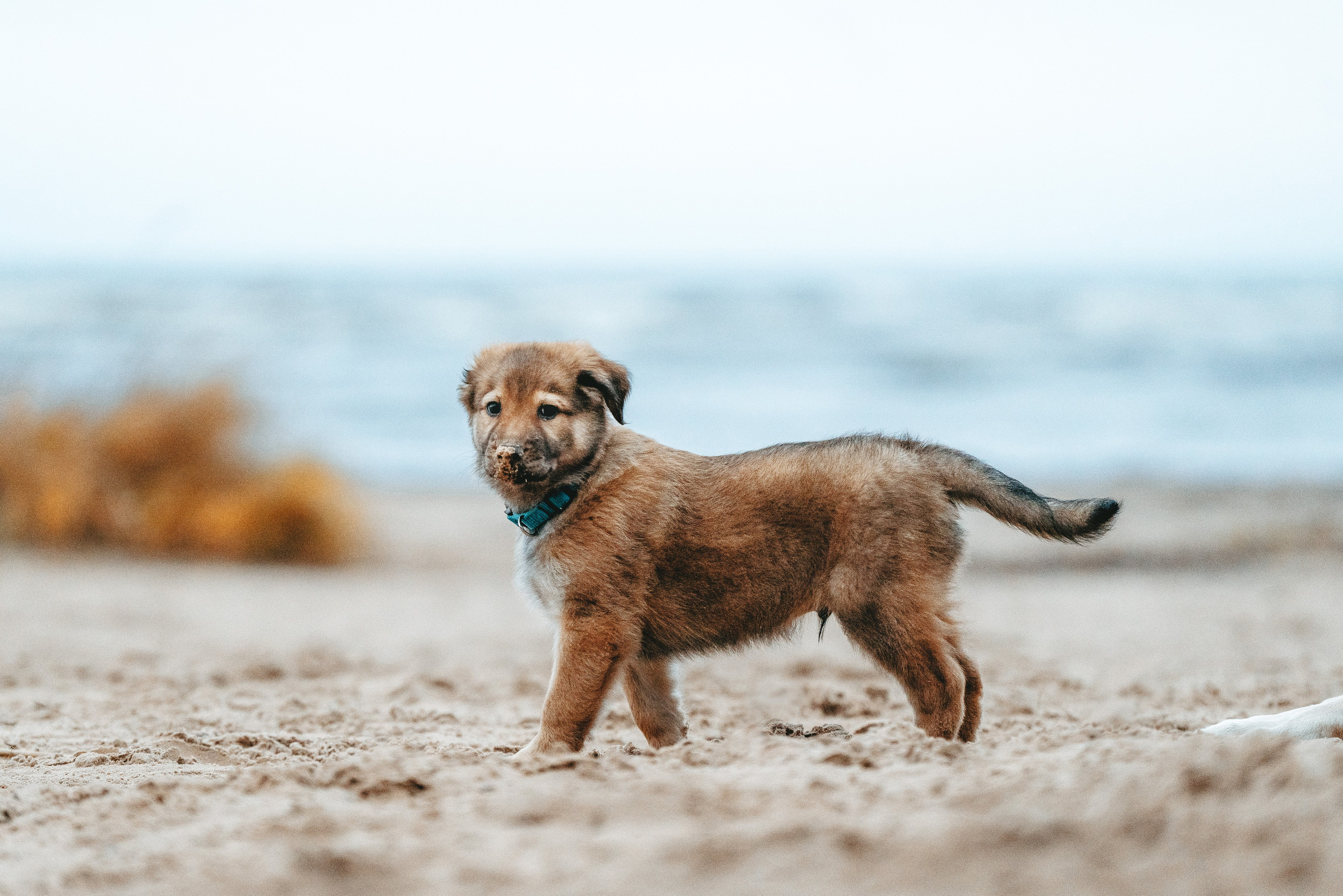 Малыш Кузя и его семья. Фотограф анималист в Спб недорого Олеся Майорова