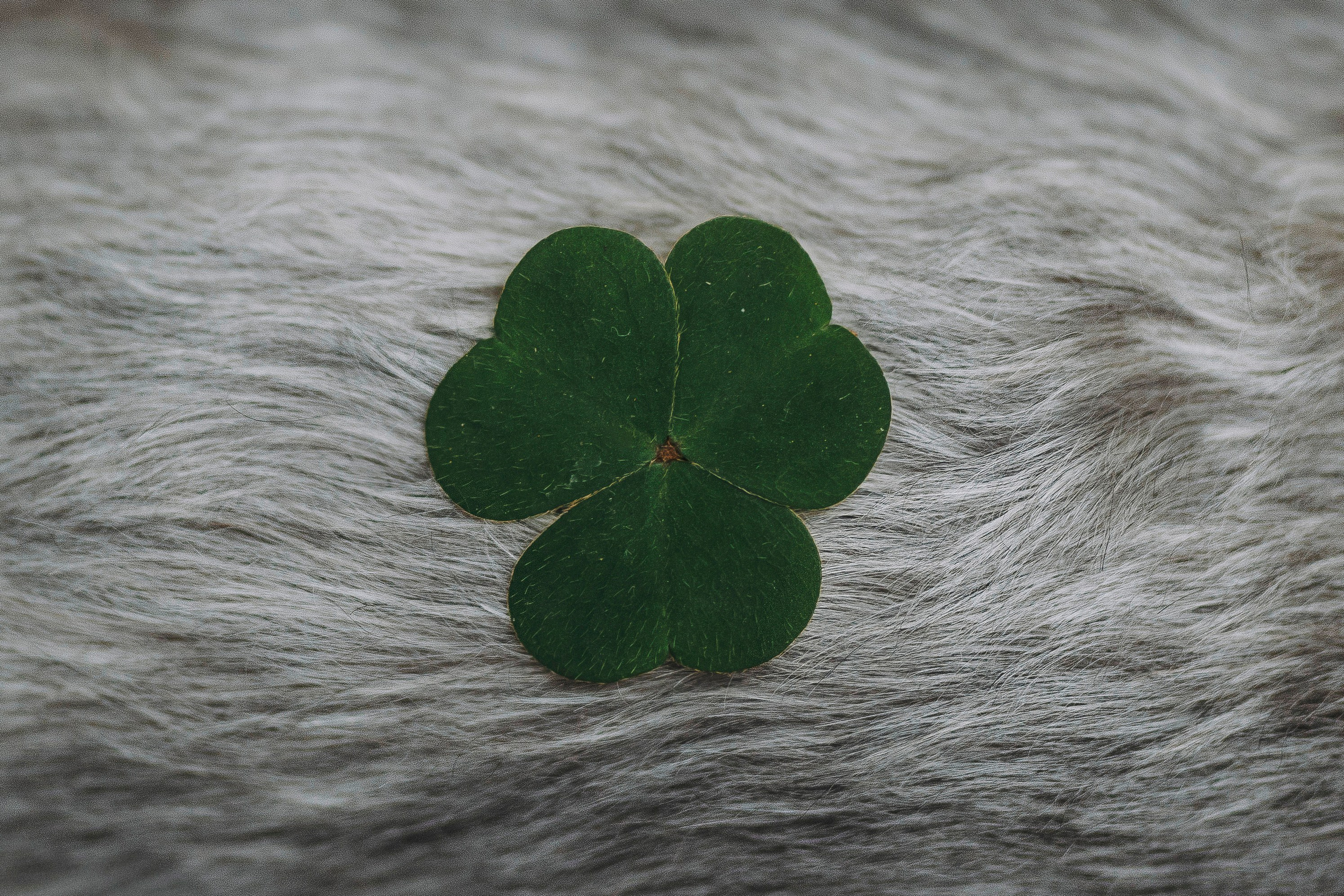 Евгения и Маруся. Фотограф анималист в Спб недорого Олеся Майорова