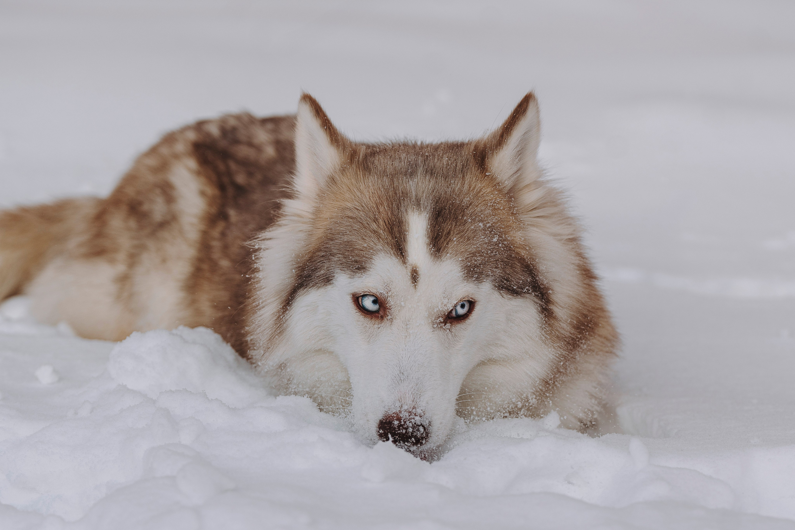 Мария и Амелия. Фотограф анималист в Спб недорого Олеся Майорова