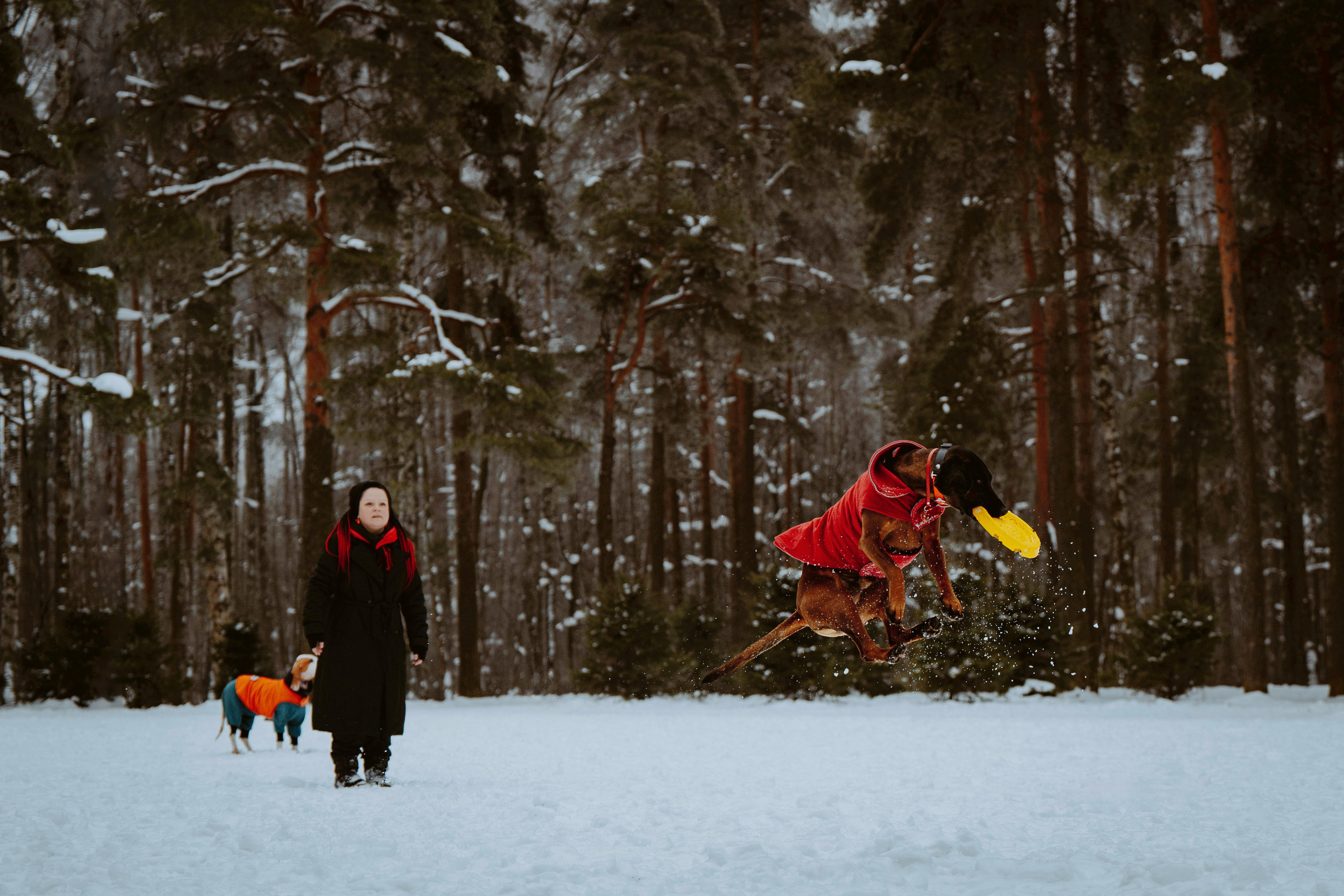 Ольга, Рора и Румпель. Фотограф анималист в Спб недорого Олеся Майорова