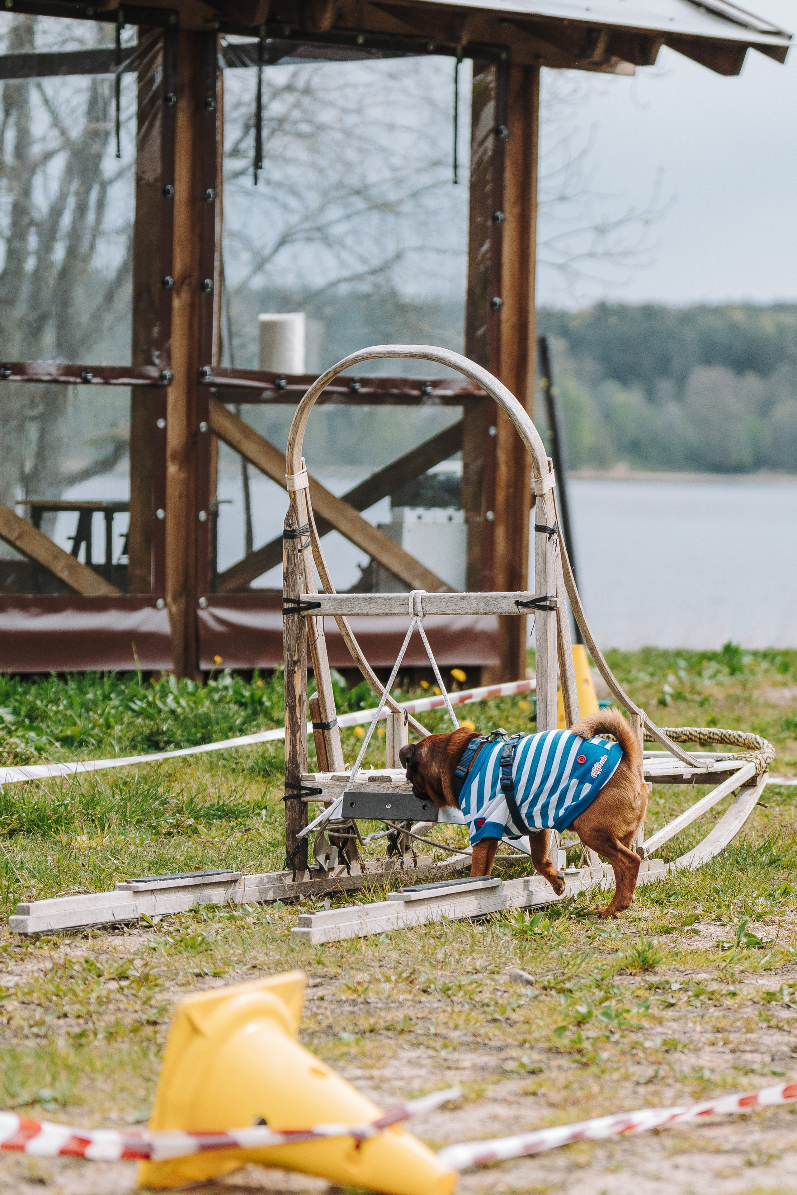 Соревнования по ноузворку в Лосево. Фотограф анималист в Спб недорого Олеся Майорова