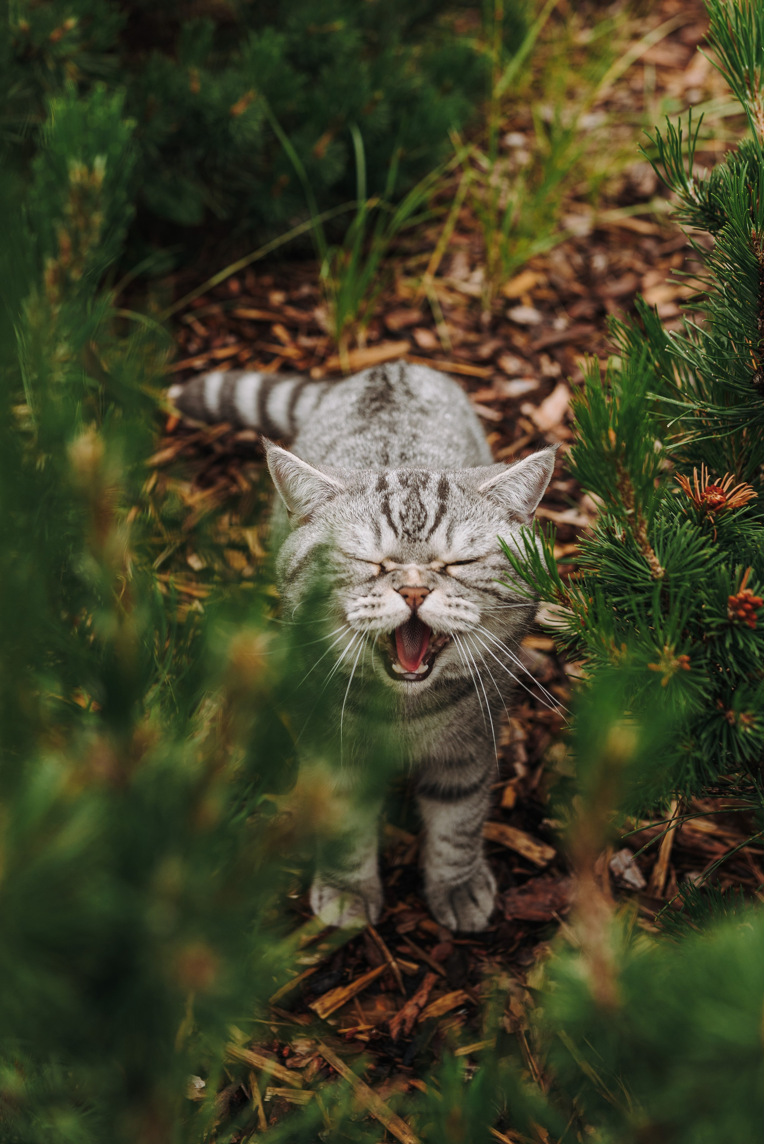 Портфолио кошки, фотограф Олеся Майрова. Фотограф анималист в Спб недорого Олеся Майорова