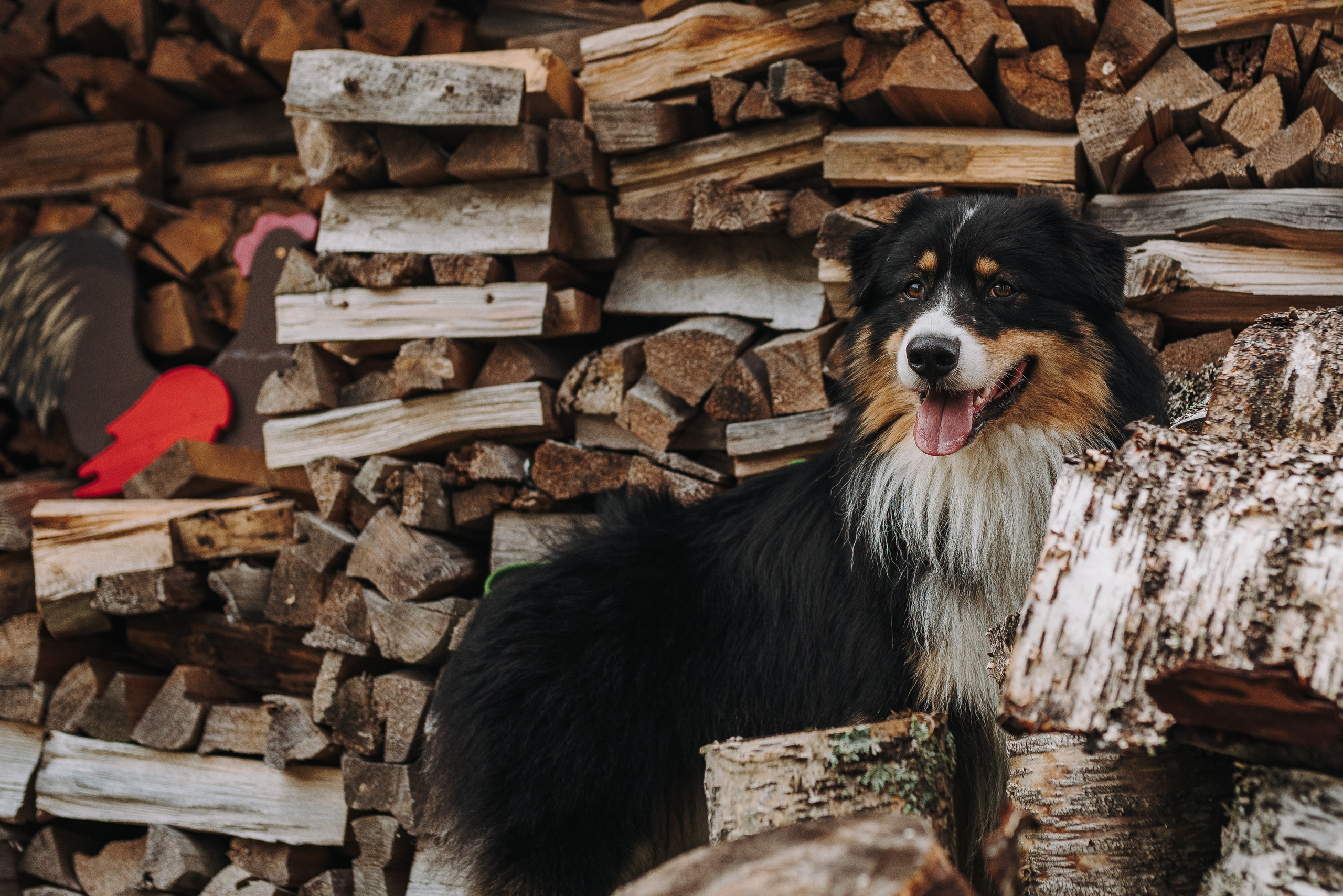 Соревнования по ноузворку в Новожилово. Фотограф анималист в Спб недорого Олеся Майорова