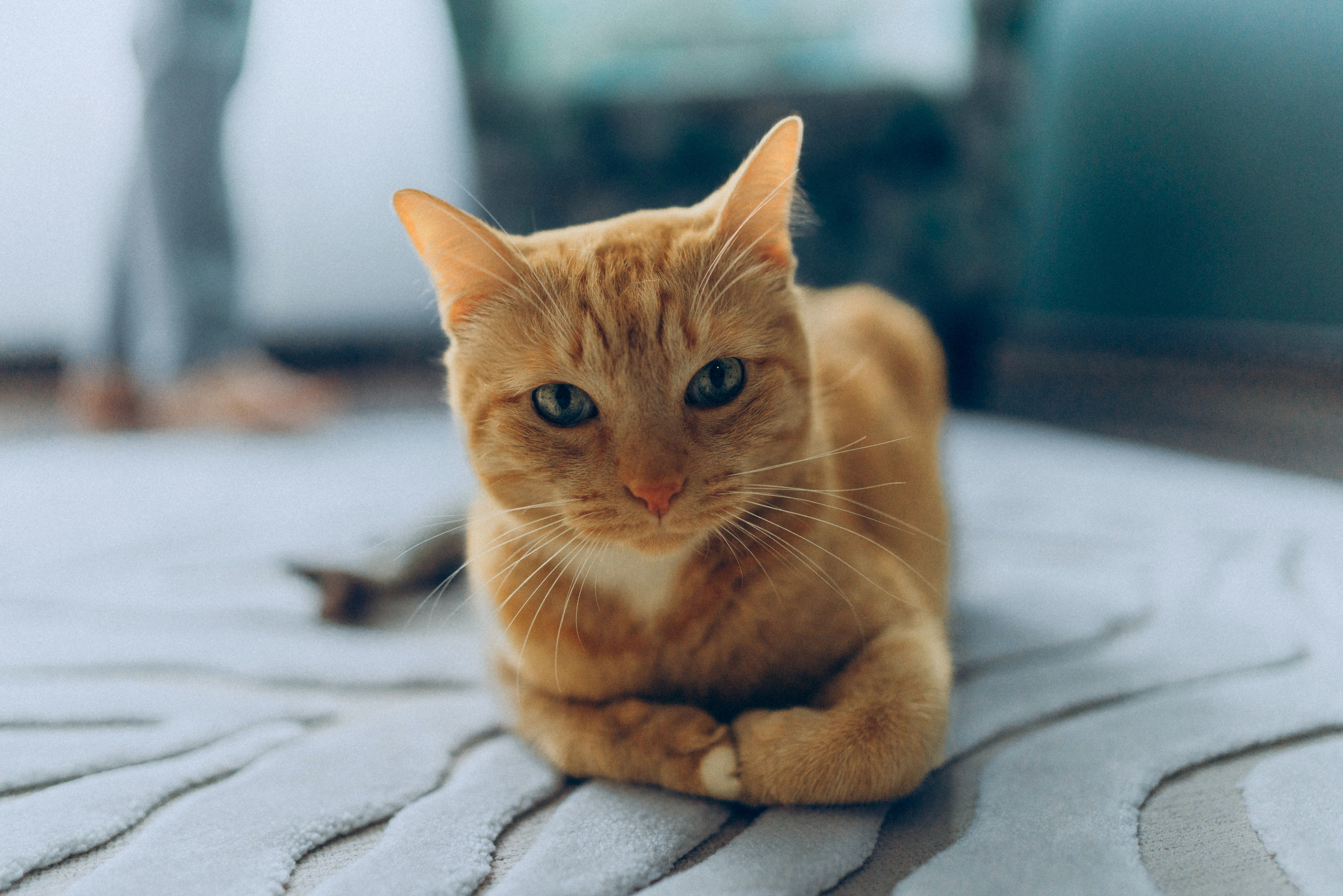 Даша и Брукс. Фотограф анималист в Спб недорого Олеся Майорова