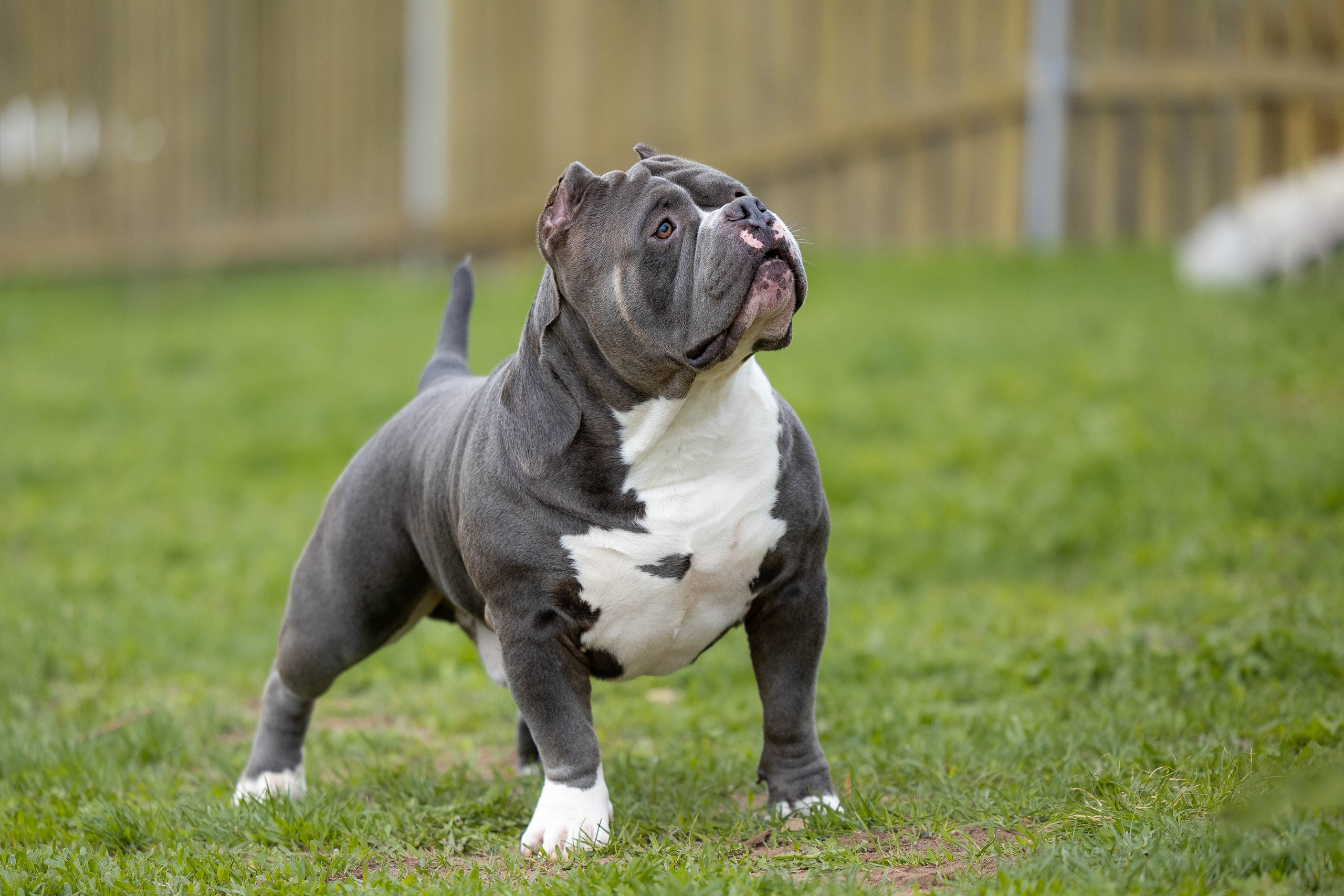 Щенки булли. Фотограф Анималист в Перми Анастасия Остерман