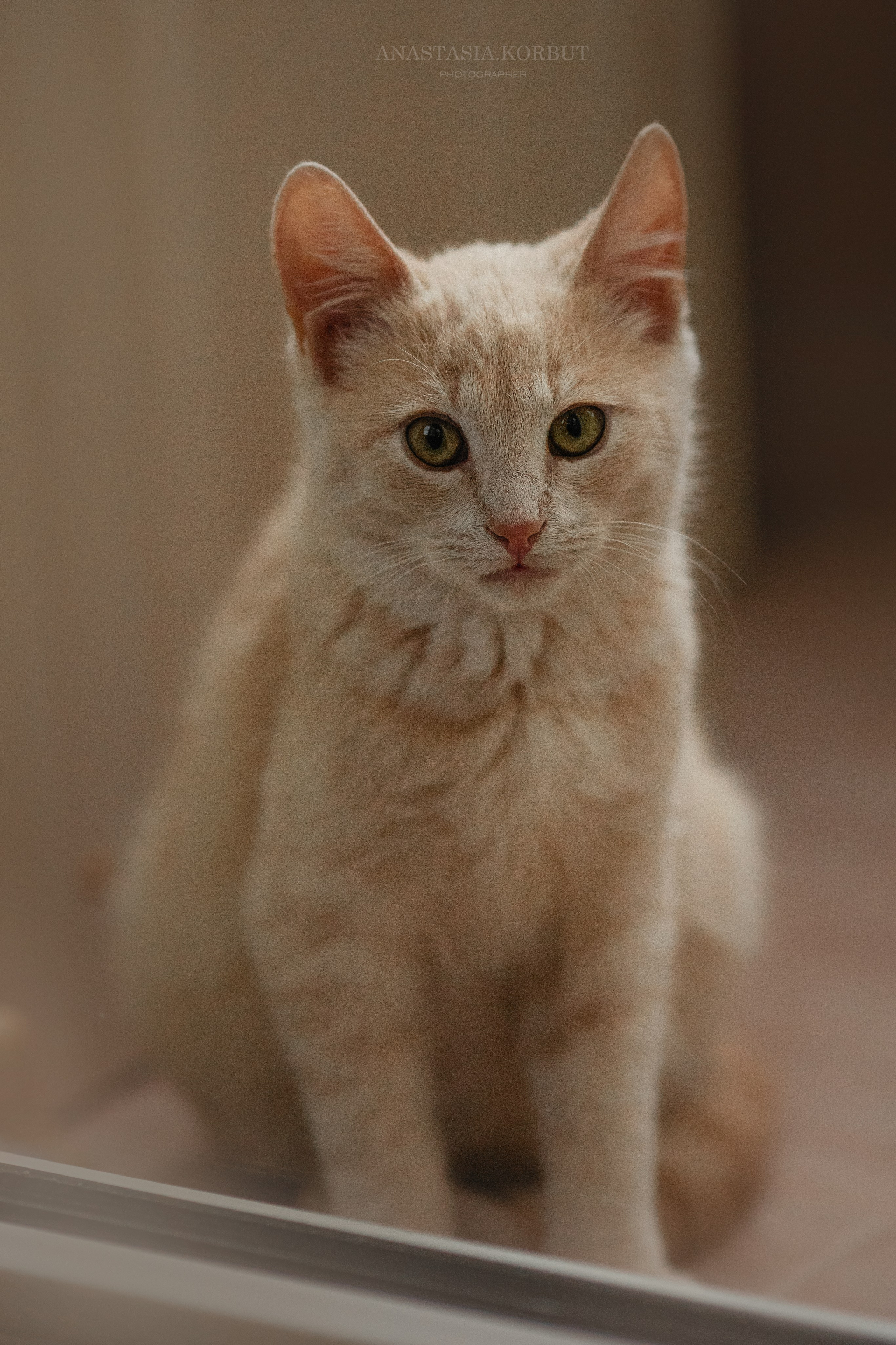 Котята в добрые руки. Арт фотограф в Минске Анастасия Корбут