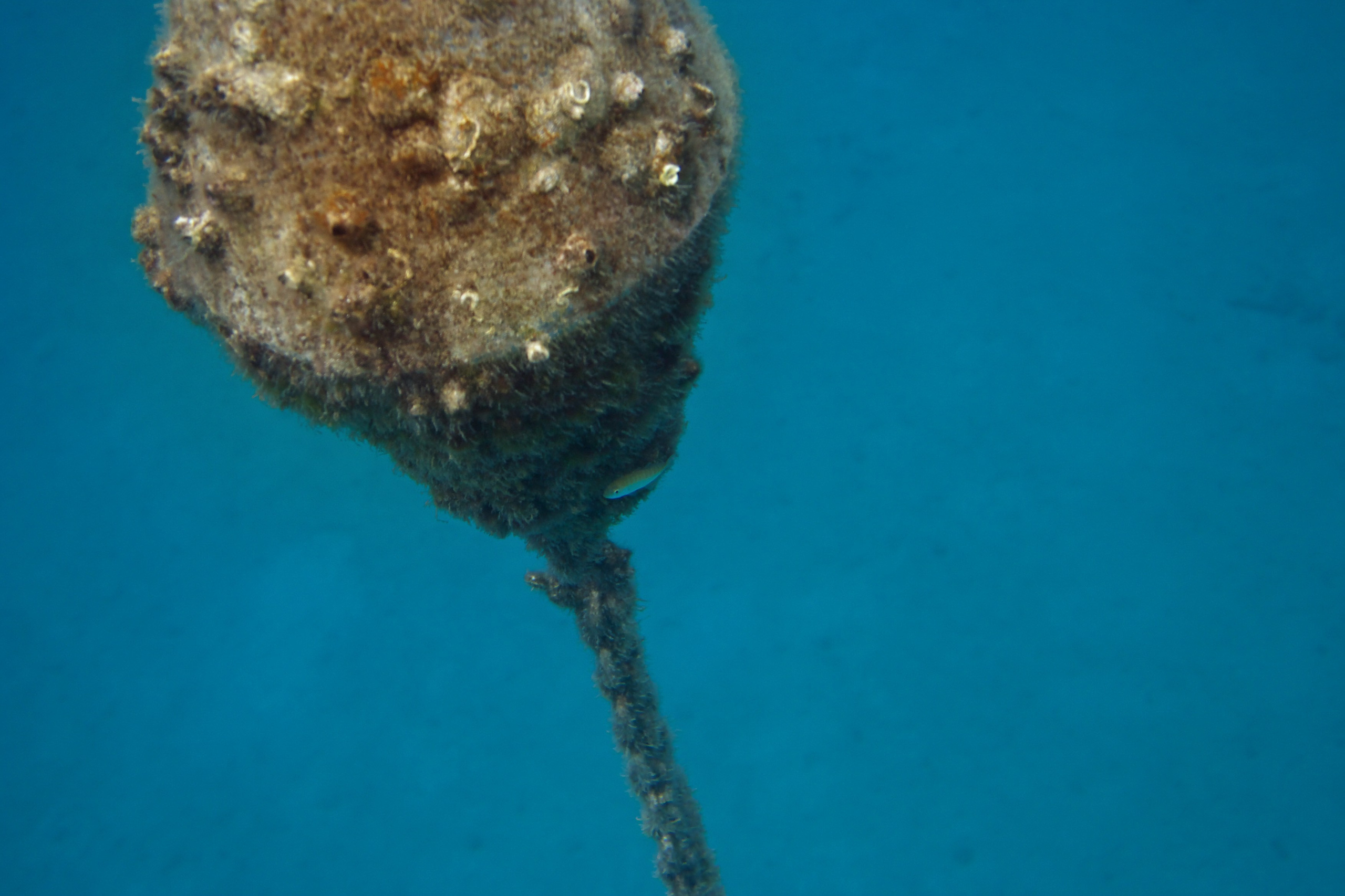 Под водой. Миша Печёнкин | фотография