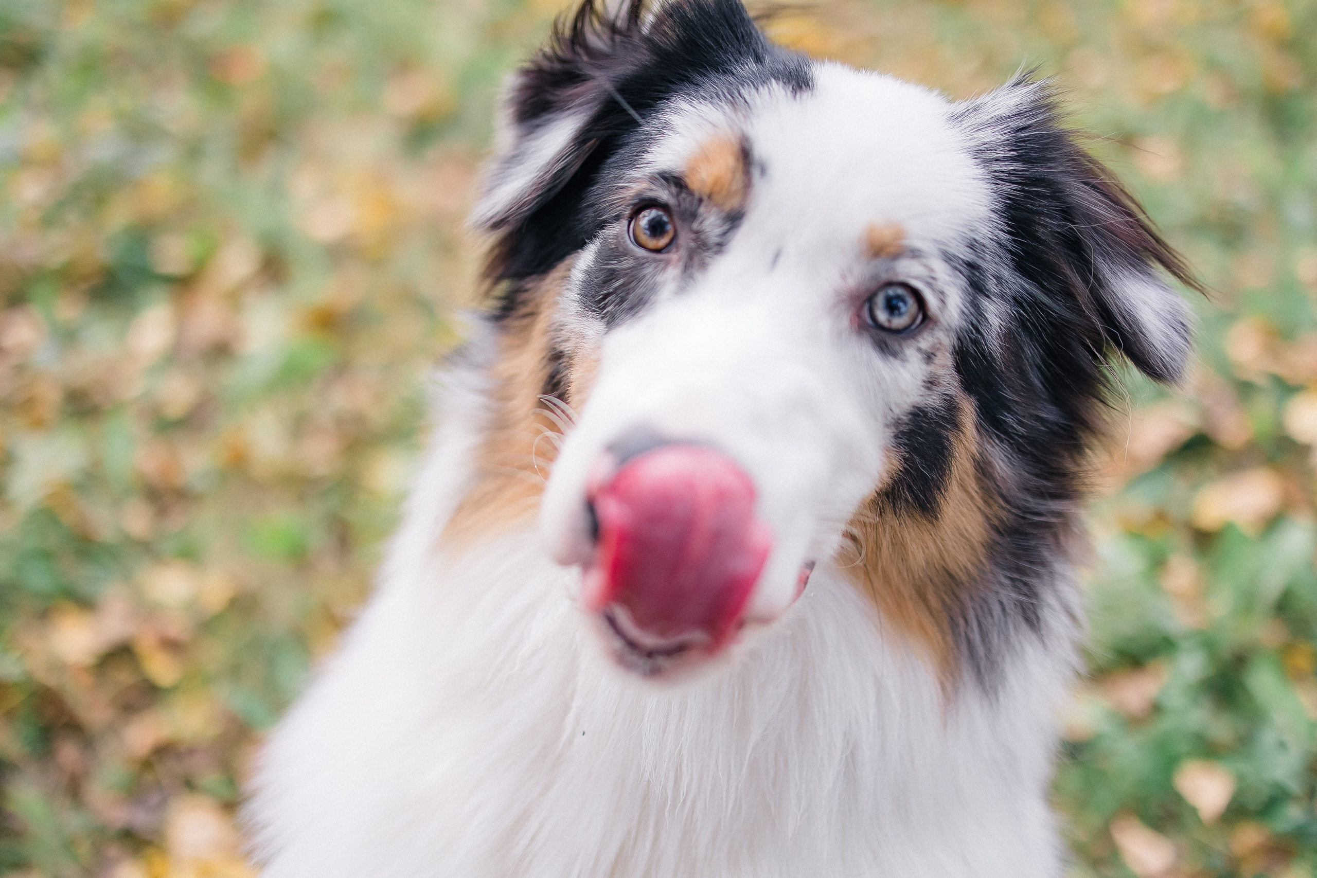 Аусси Дэймон. Свадебный и женский фотограф