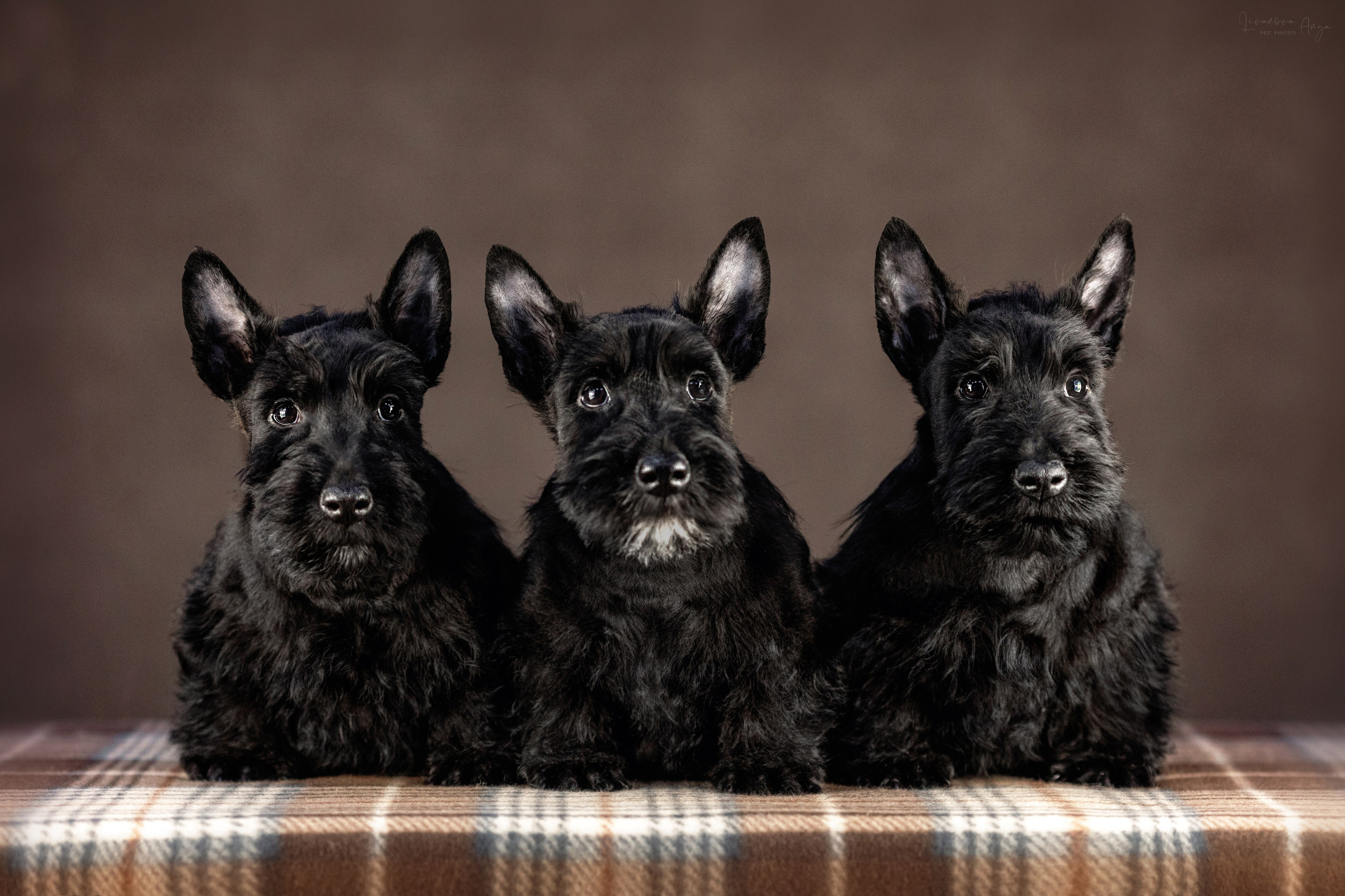 Скотчики. Фотограф анималист Аня Ливанова | Рыбинск