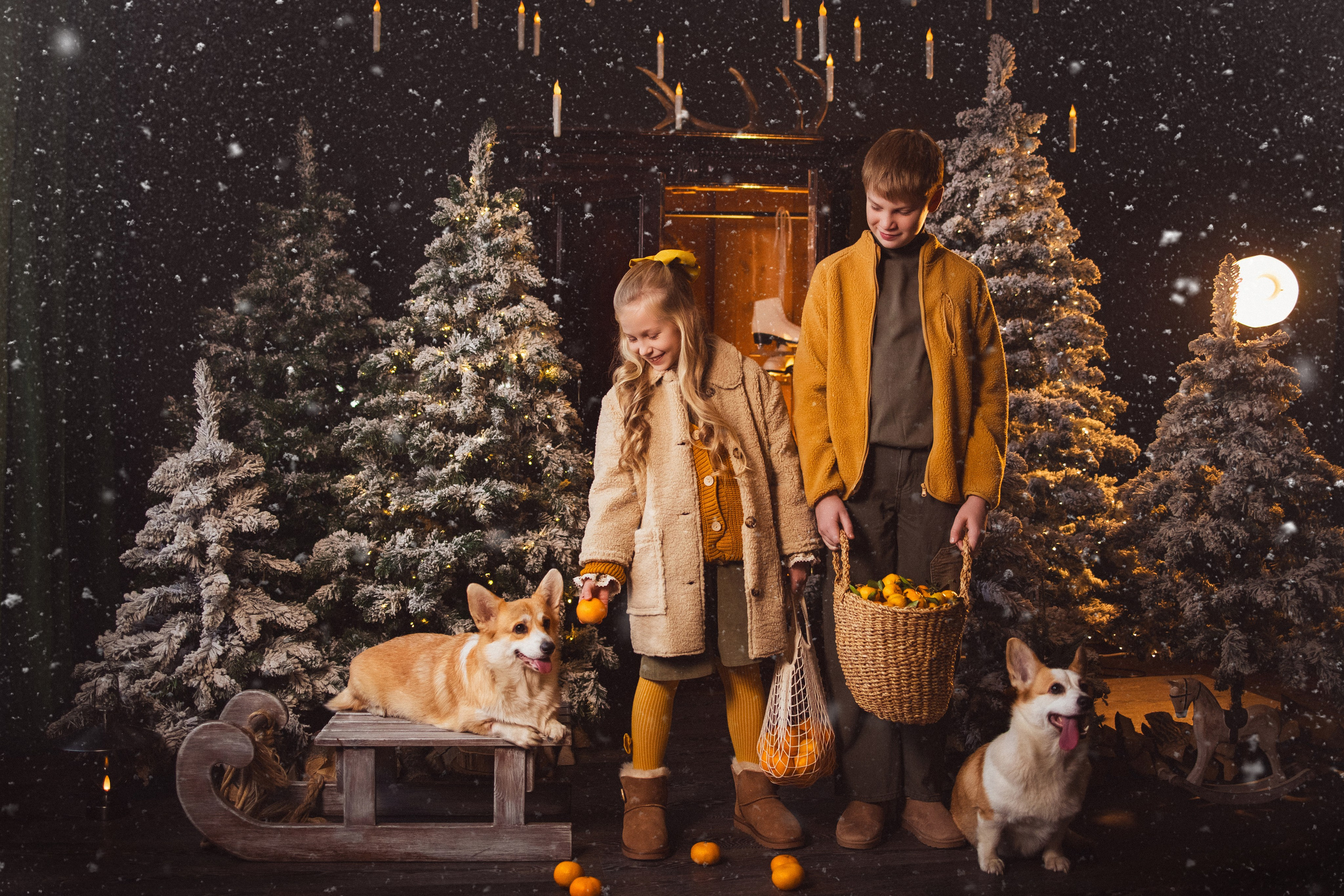 Фотосессия с собачками Корги в зимних декорациях фотостудии «Майя», город Краснодар. Семейный и детский фотограф в Краснодаре Анна Трашкова