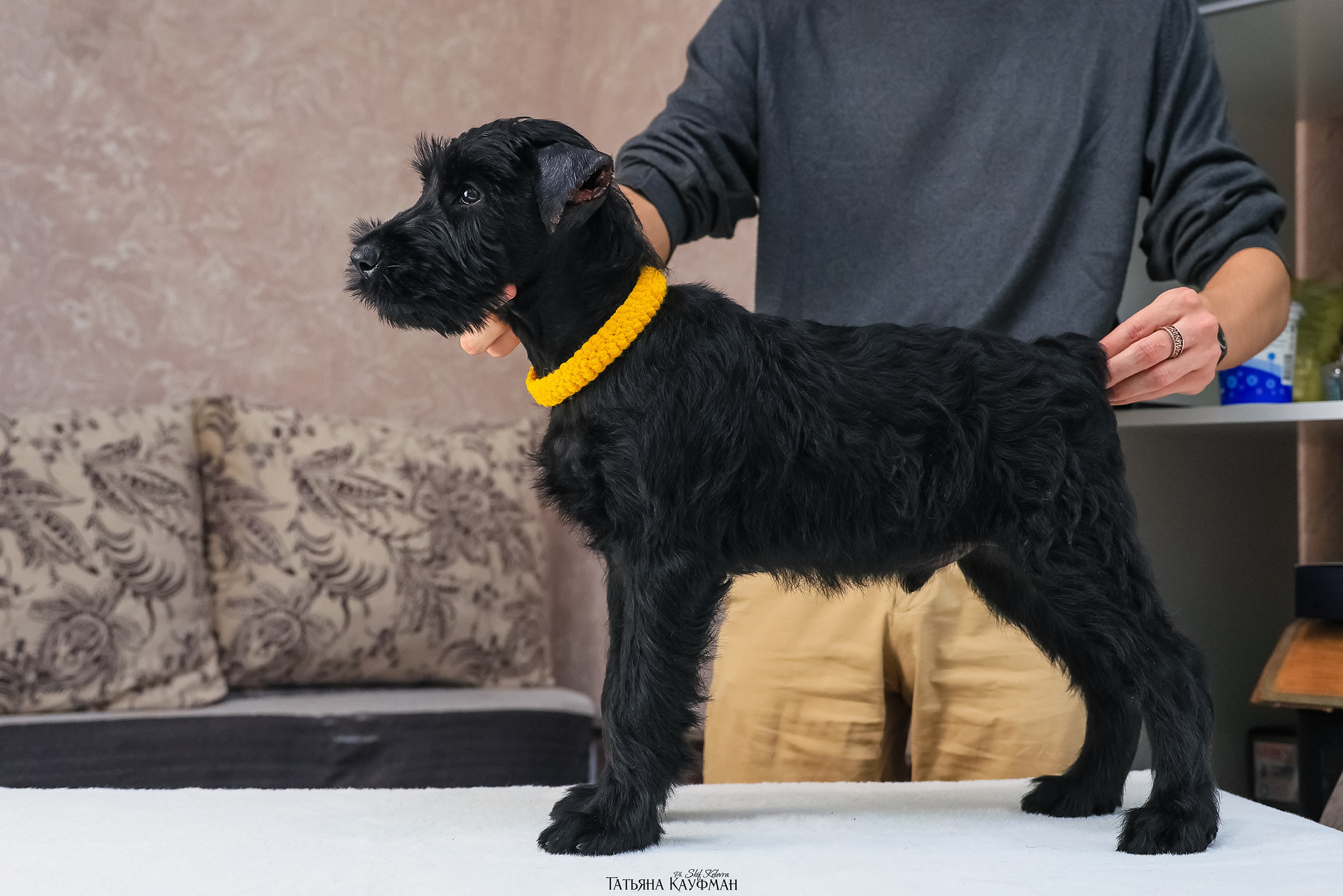 Ризеншнауцеры 2 месяца. Фотограф Анималист из Новосибирска Татьяна Кауфман