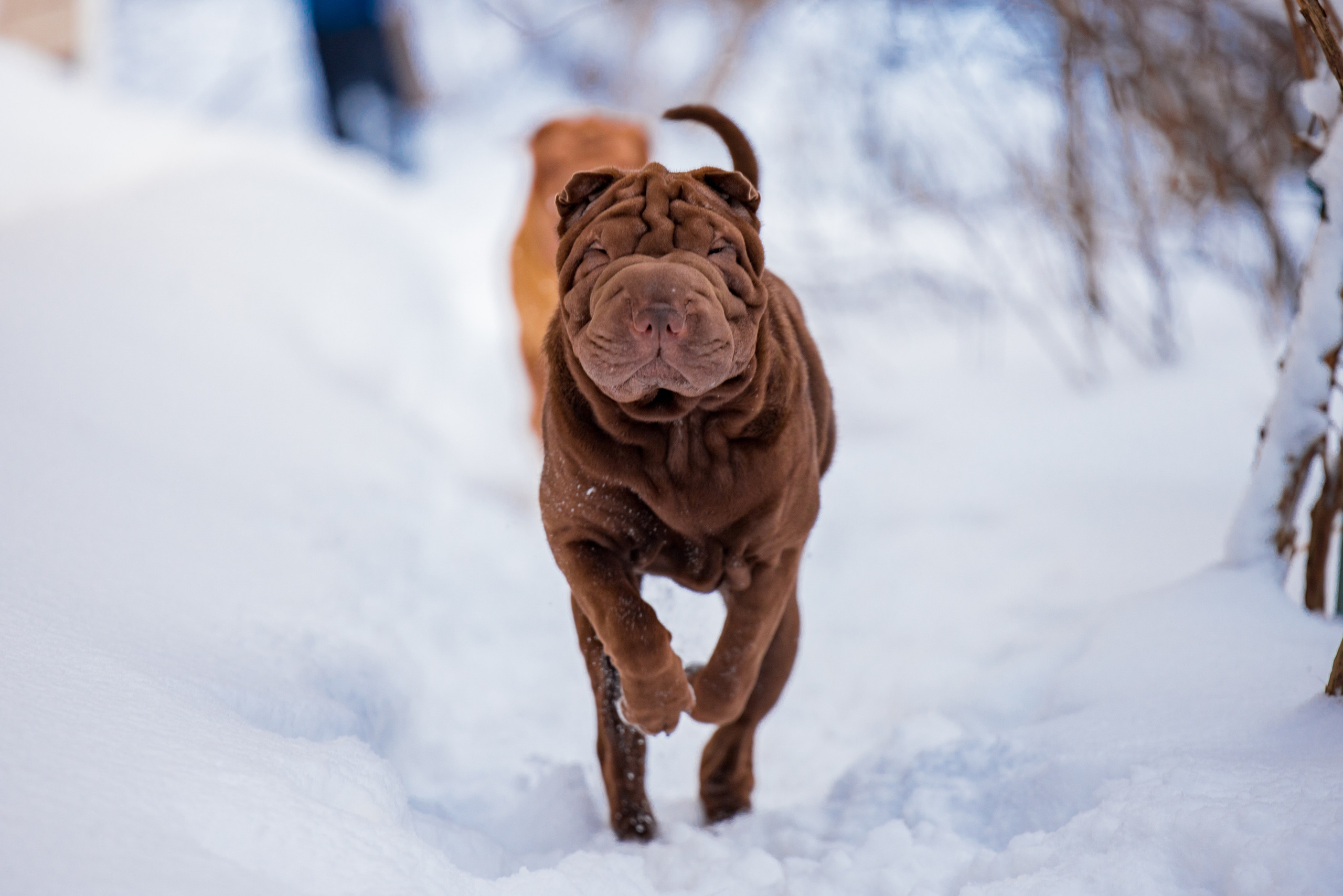 В гостях у шарпеев 16.01.2024. Фотограф-анималист Юлия Германика