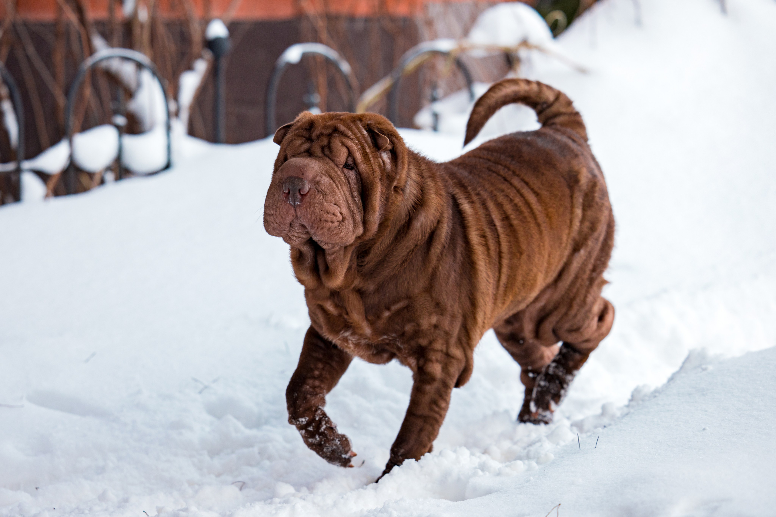 В гостях у шарпеев 16.01.2024. Фотограф-анималист Юлия Германика