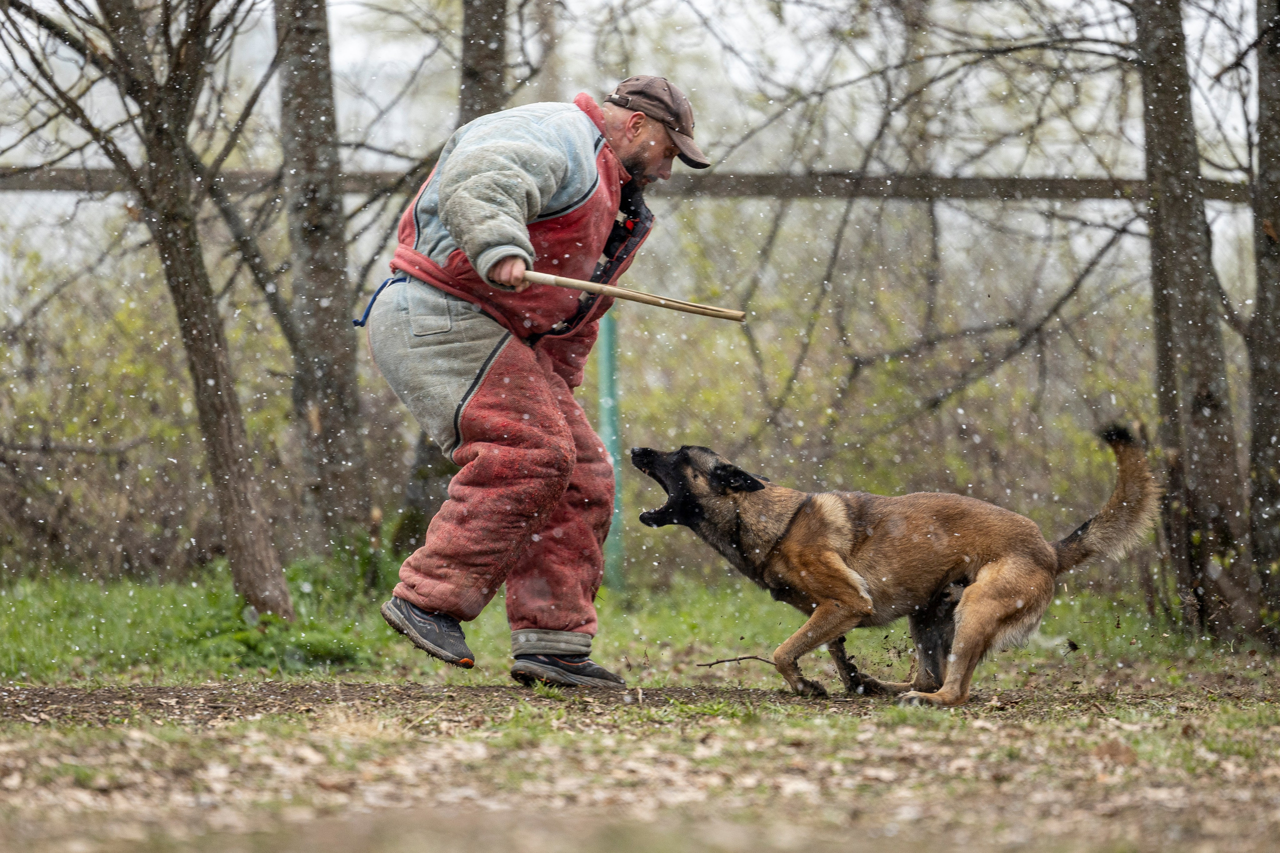 Квалификационные состязания по мондьорингу г. Вологда 11.05.24. Фотограф-анималист Анна Маринич