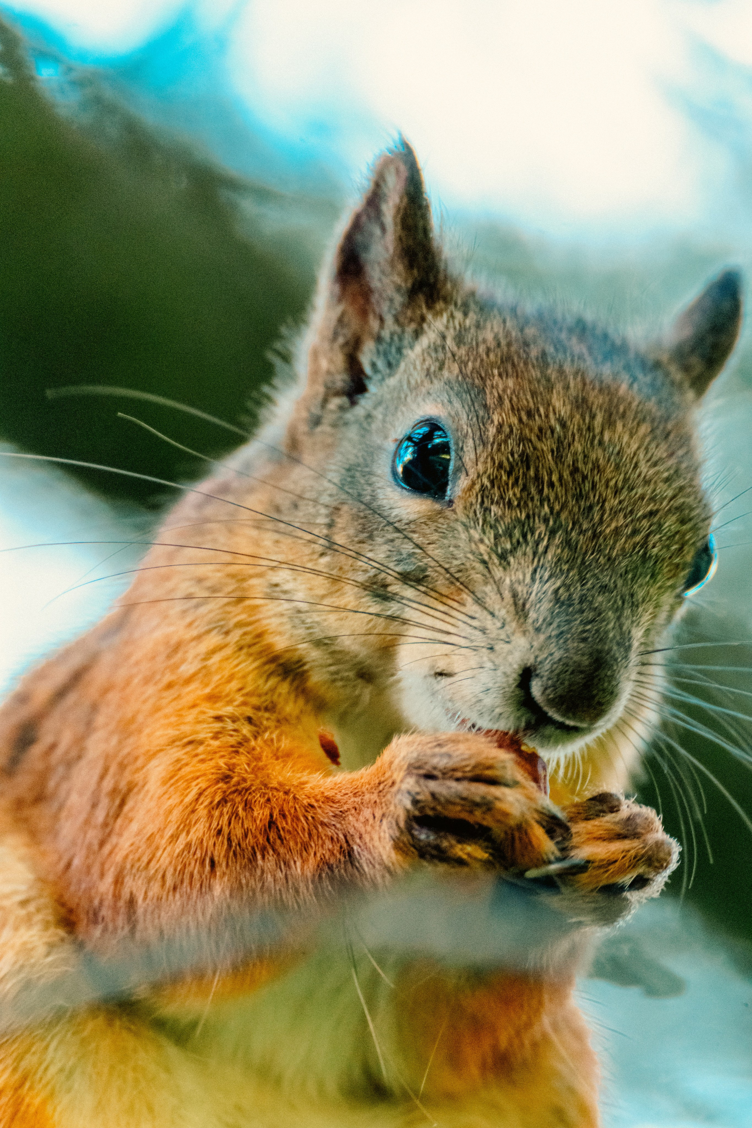 Животные. Фотограф в Санкт-Петербурге Ибрагимова Алина