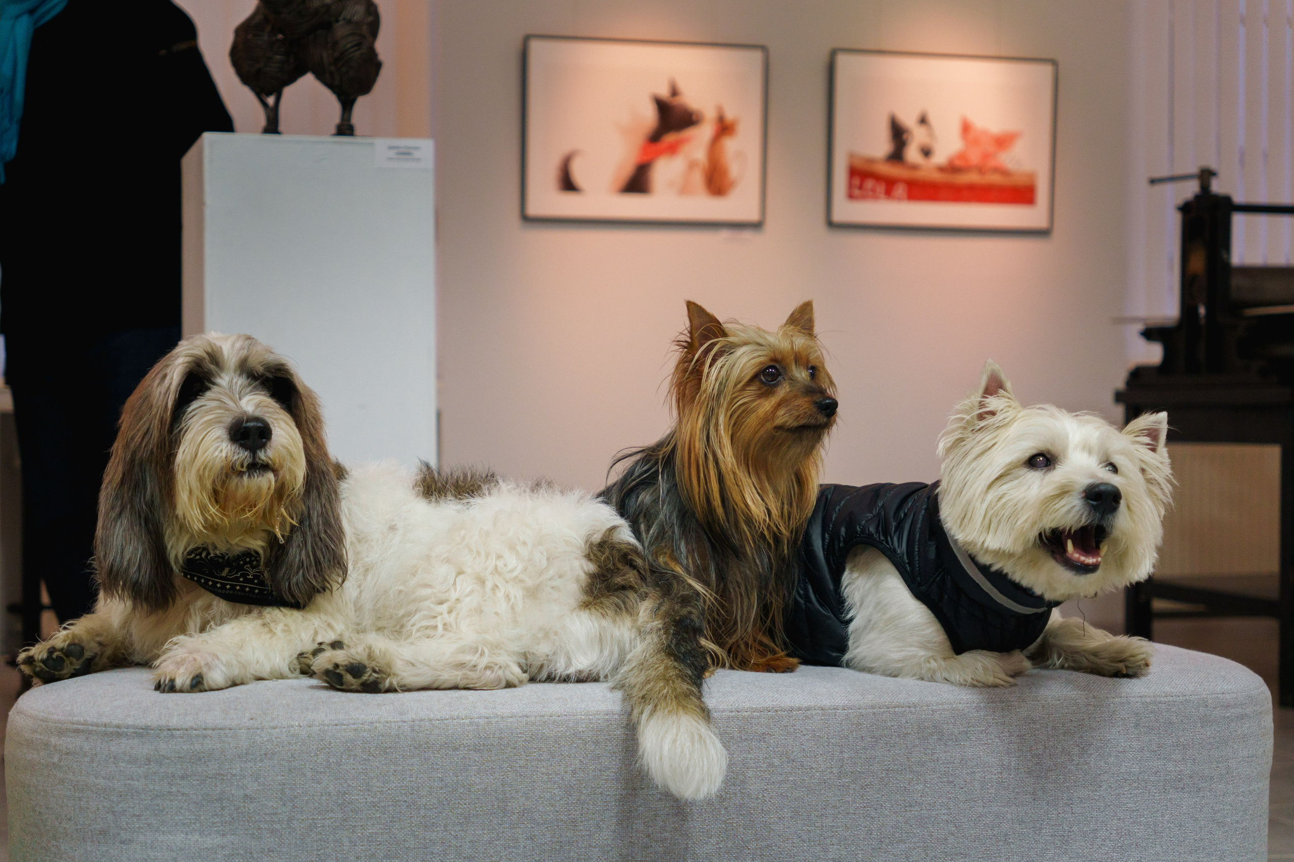 Открытие 11 фестиваля анималистики «Зооарт». Фотограф в Санкт-Петербурге Ибрагимова Алина