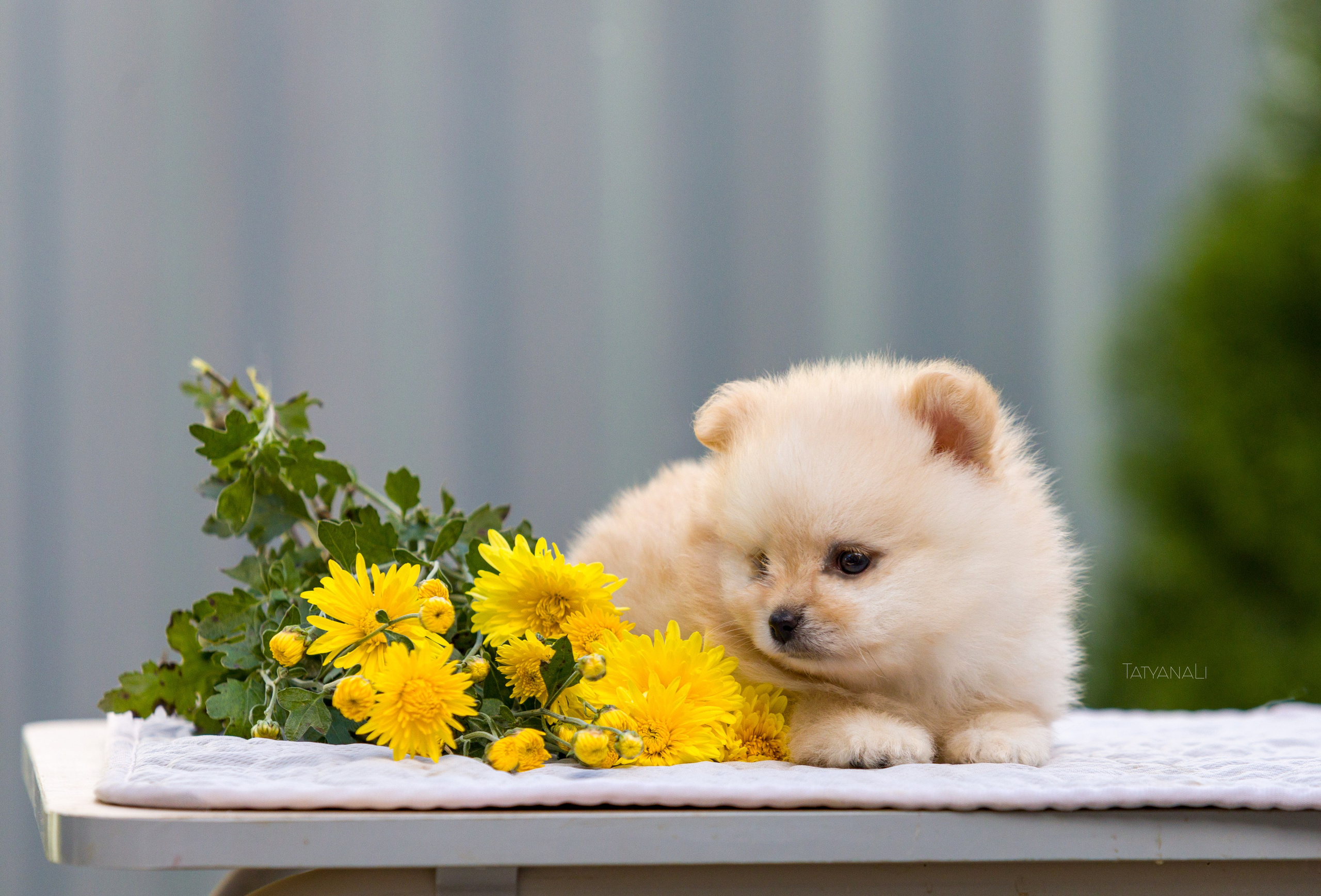 Немецкий шпиц миниатюрный. Фотограф — анималист Татьяна Ли
