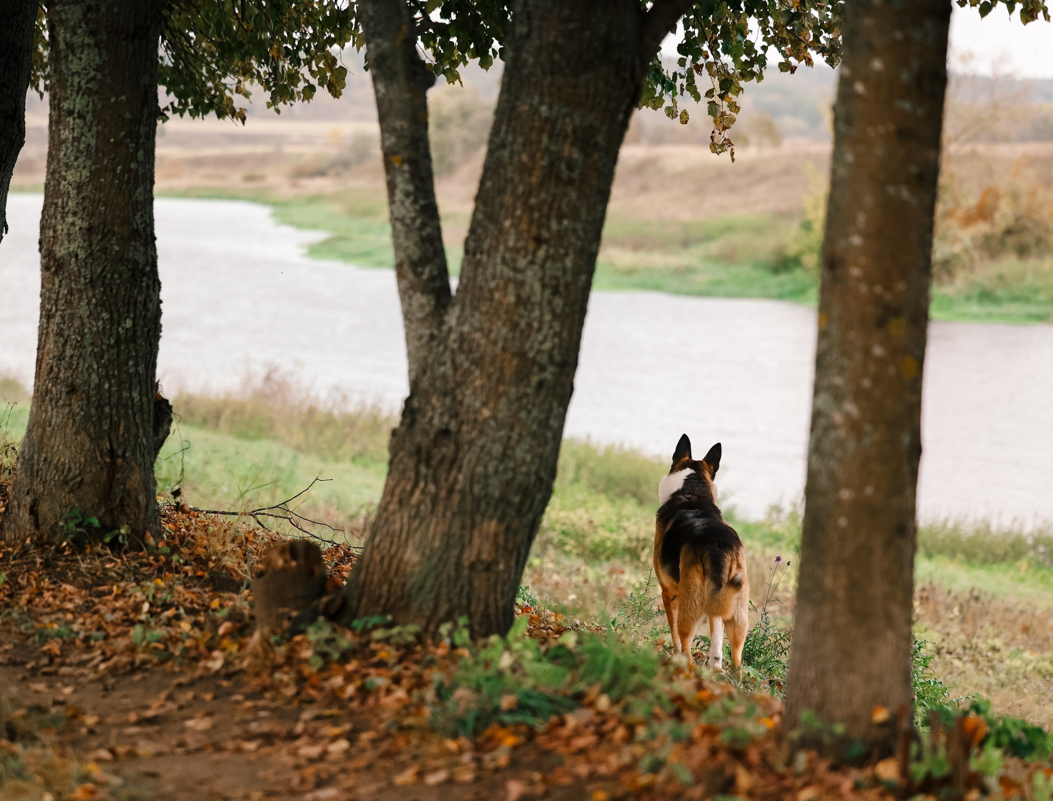 Прогулка на природе. Фотограф-анималист Полина Колкова | Москва
