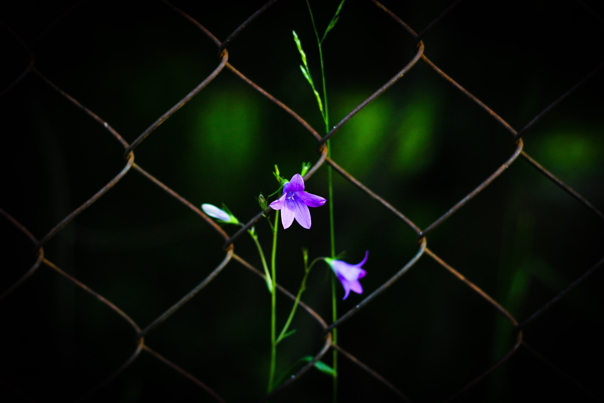 Природа. Polyframe