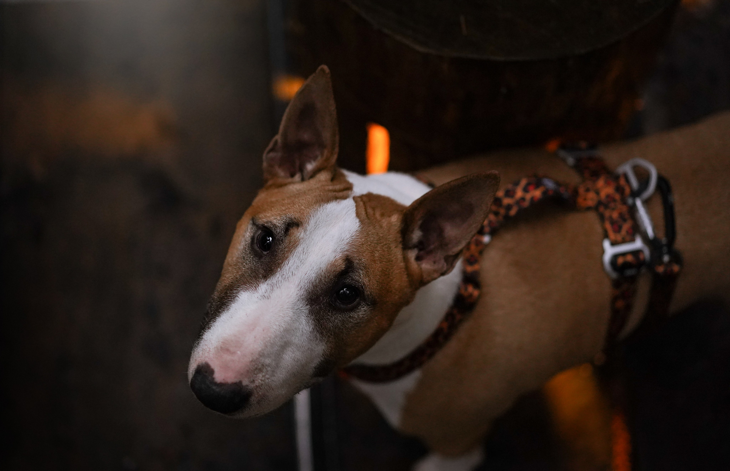Юни на горе Паасо. Фотограф-анималист в Санкт-Петербурге Яна Мартынова