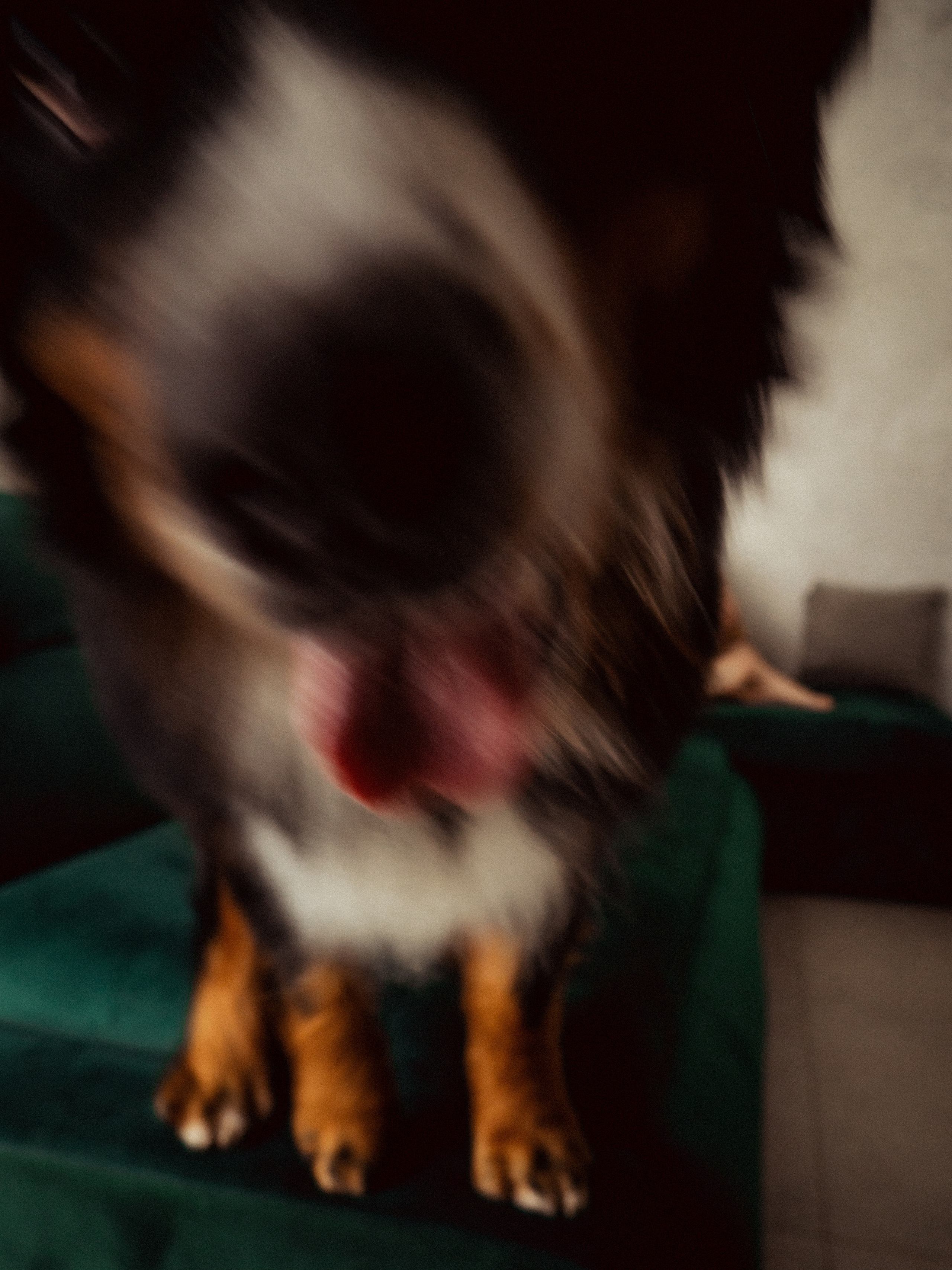 Даниил, Кристина и Бруни. Кулишова Катерина — твой фотограф