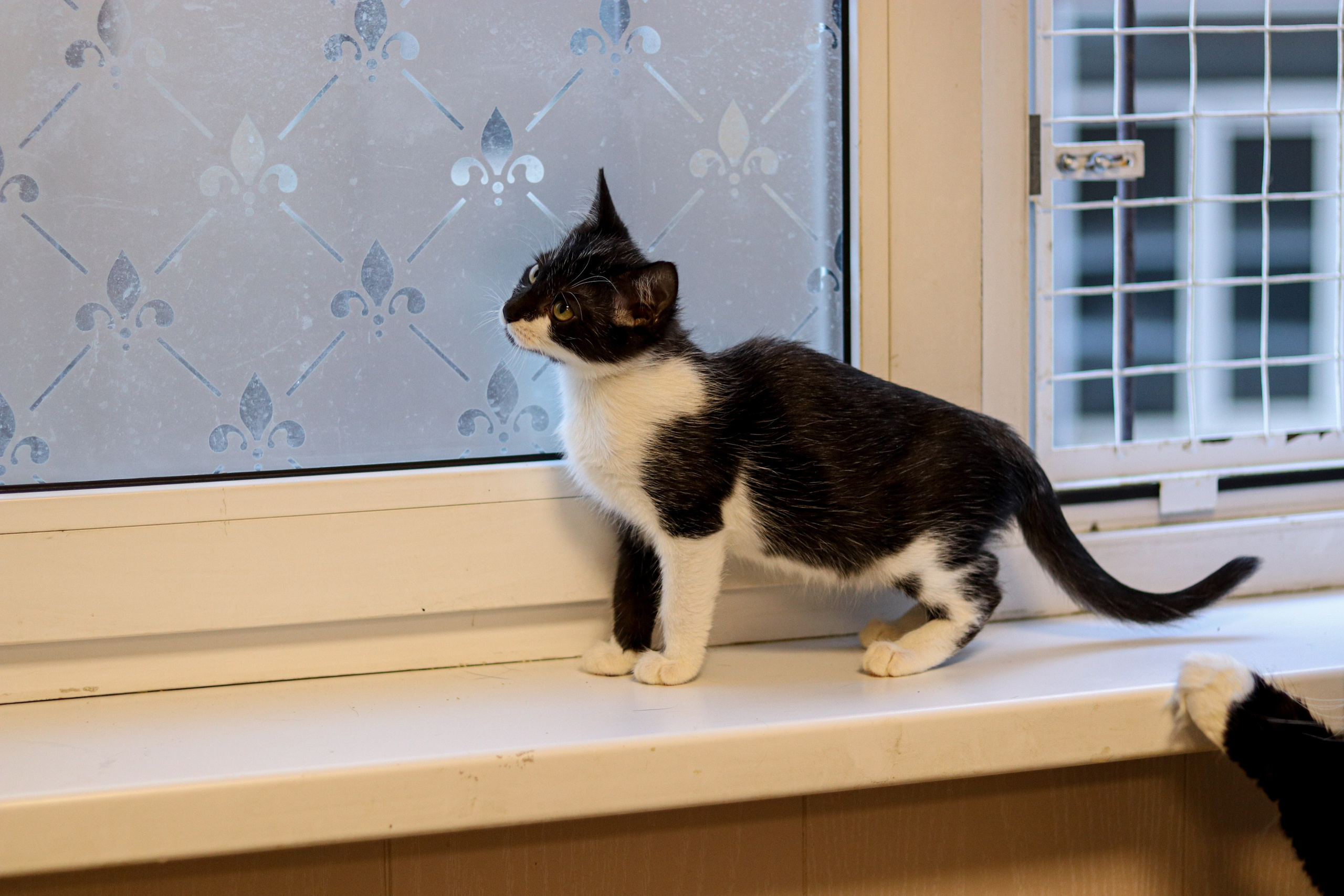 Петербургский дом кота (27 июня 2024). Ивентный фотограф в Санкт-Петербурге Олег Комков