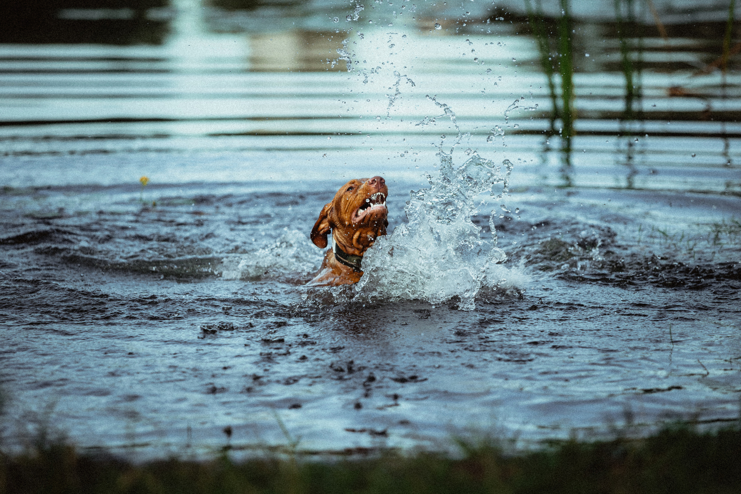 Катя, Артем и Руби