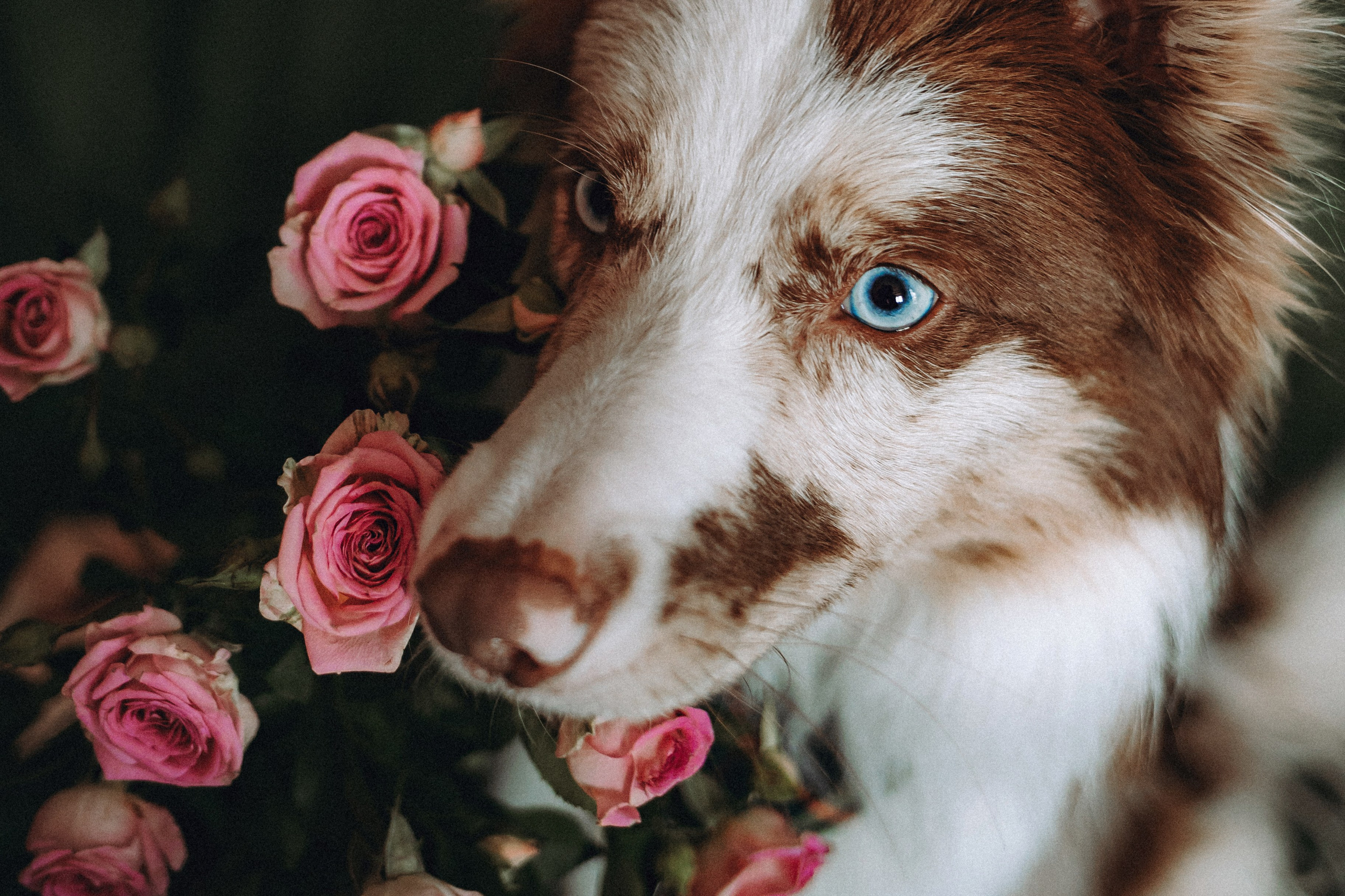 День рождения Айко