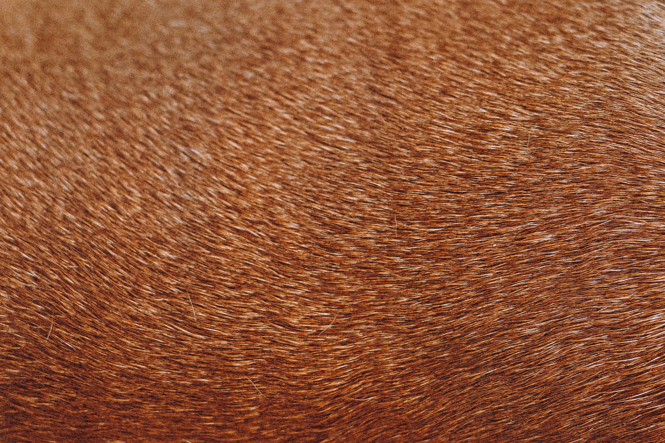 Катя, Артем и Руби