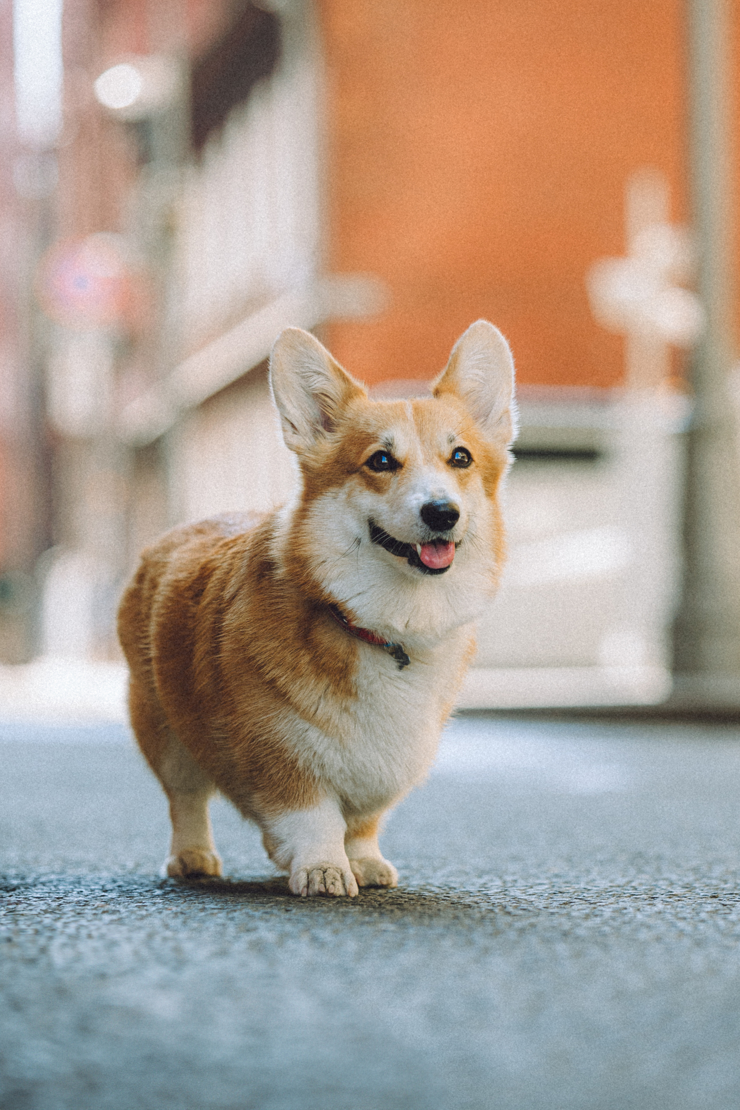 Маша и Нейси