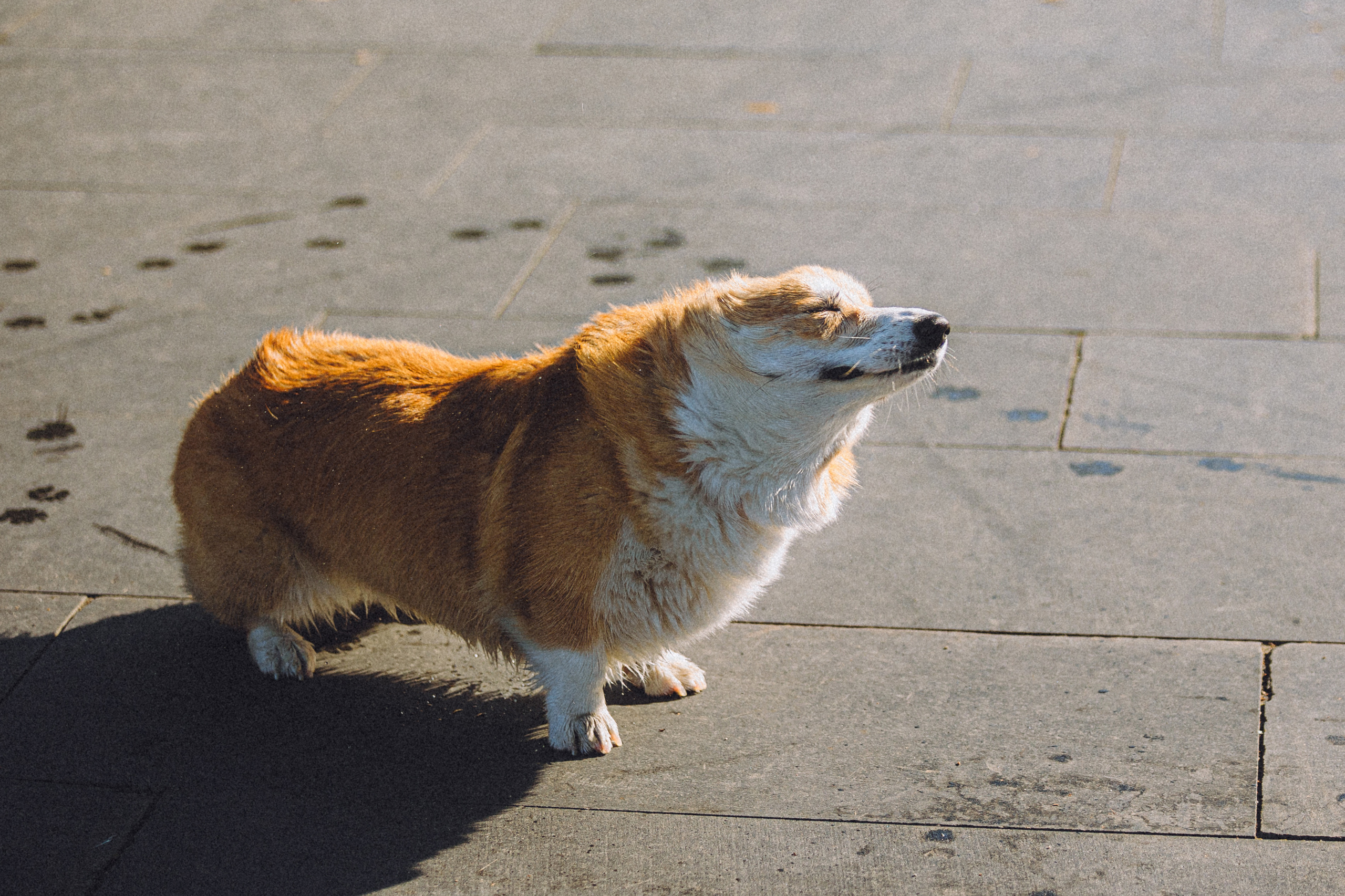 Маша и Нейси