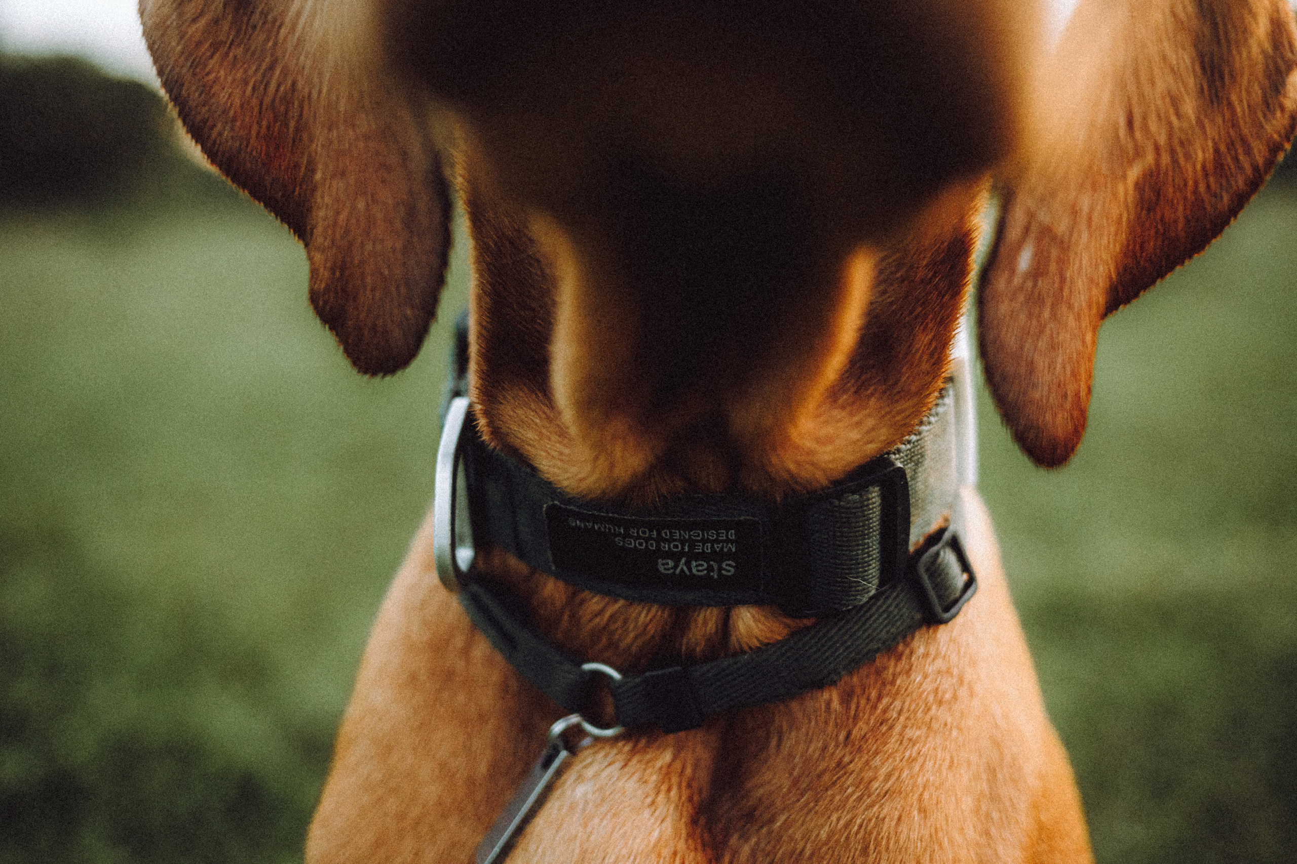 Катя, Артем и Руби