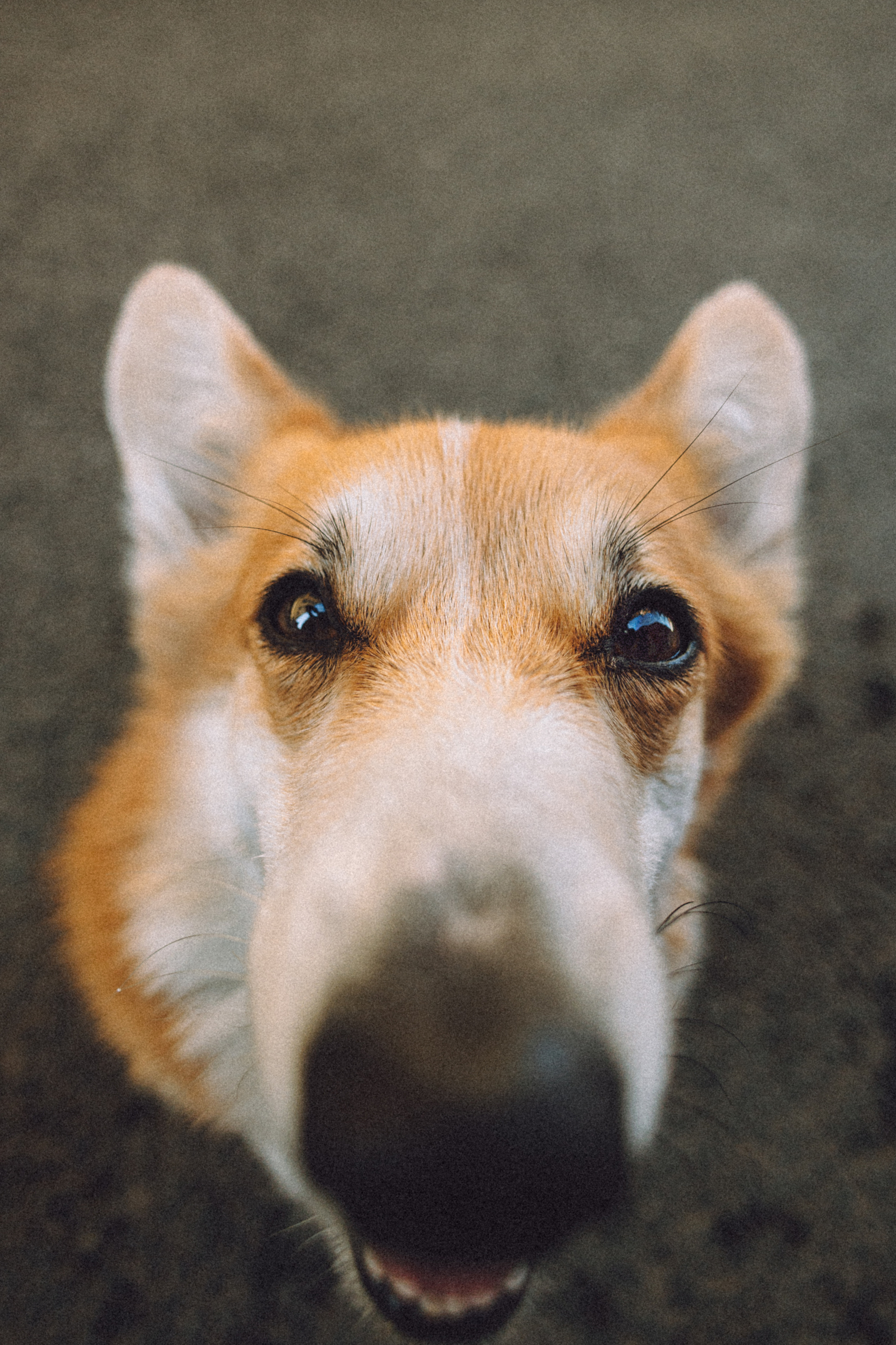 Маша и Нейси