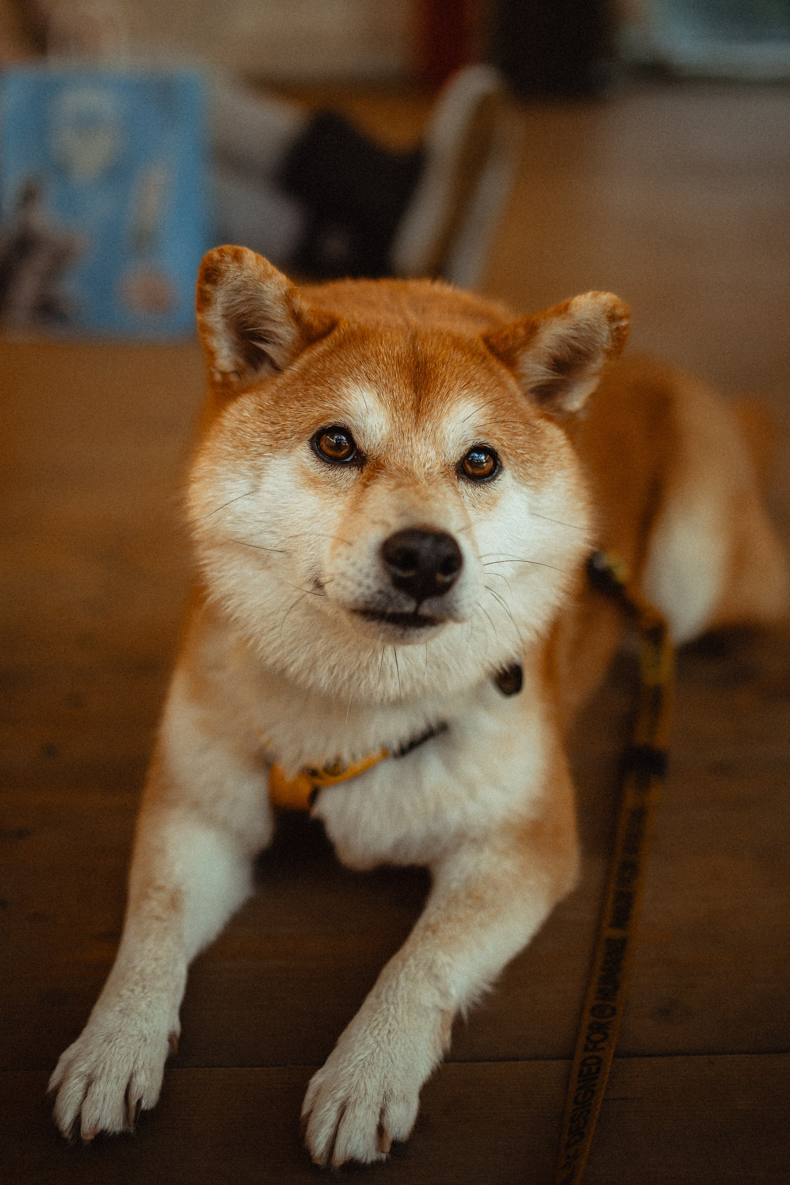 Выездной дог-тренинг от школы «Шерсть имею»