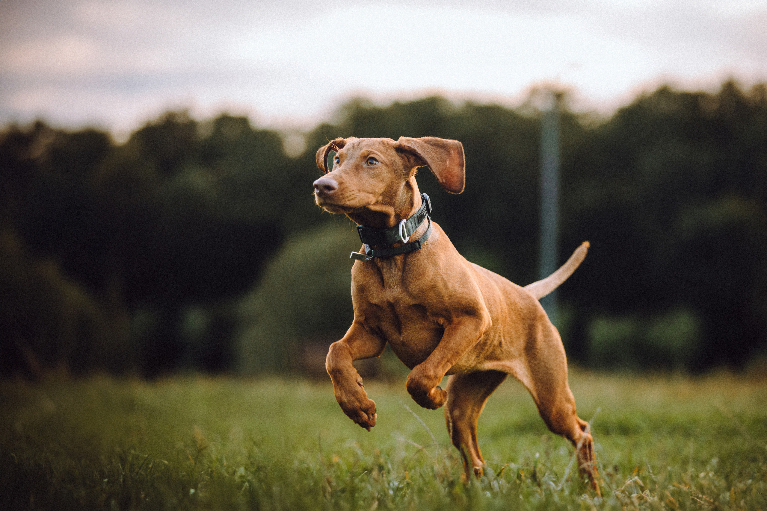 Катя, Артем и Руби