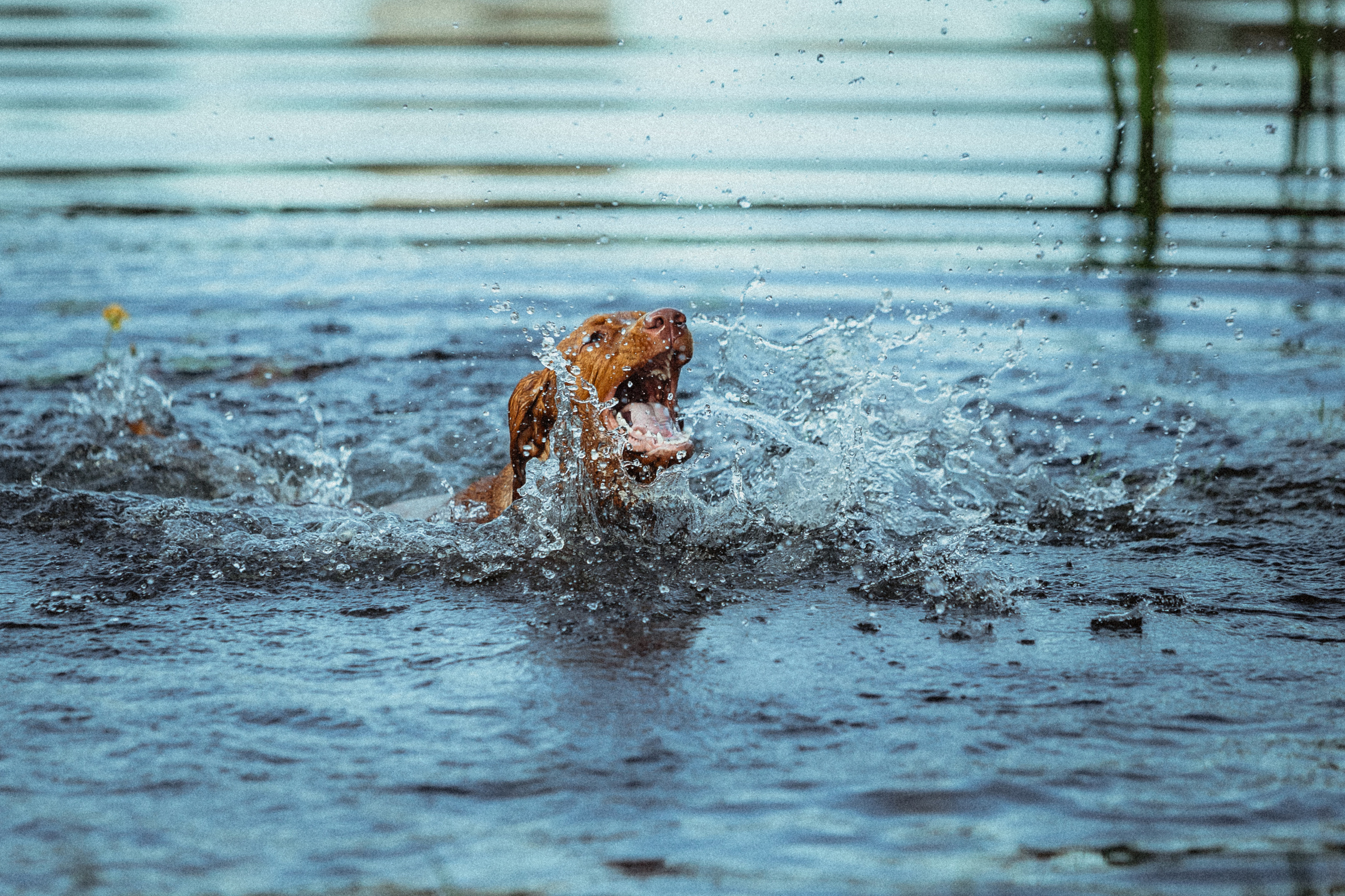 Катя, Артем и Руби