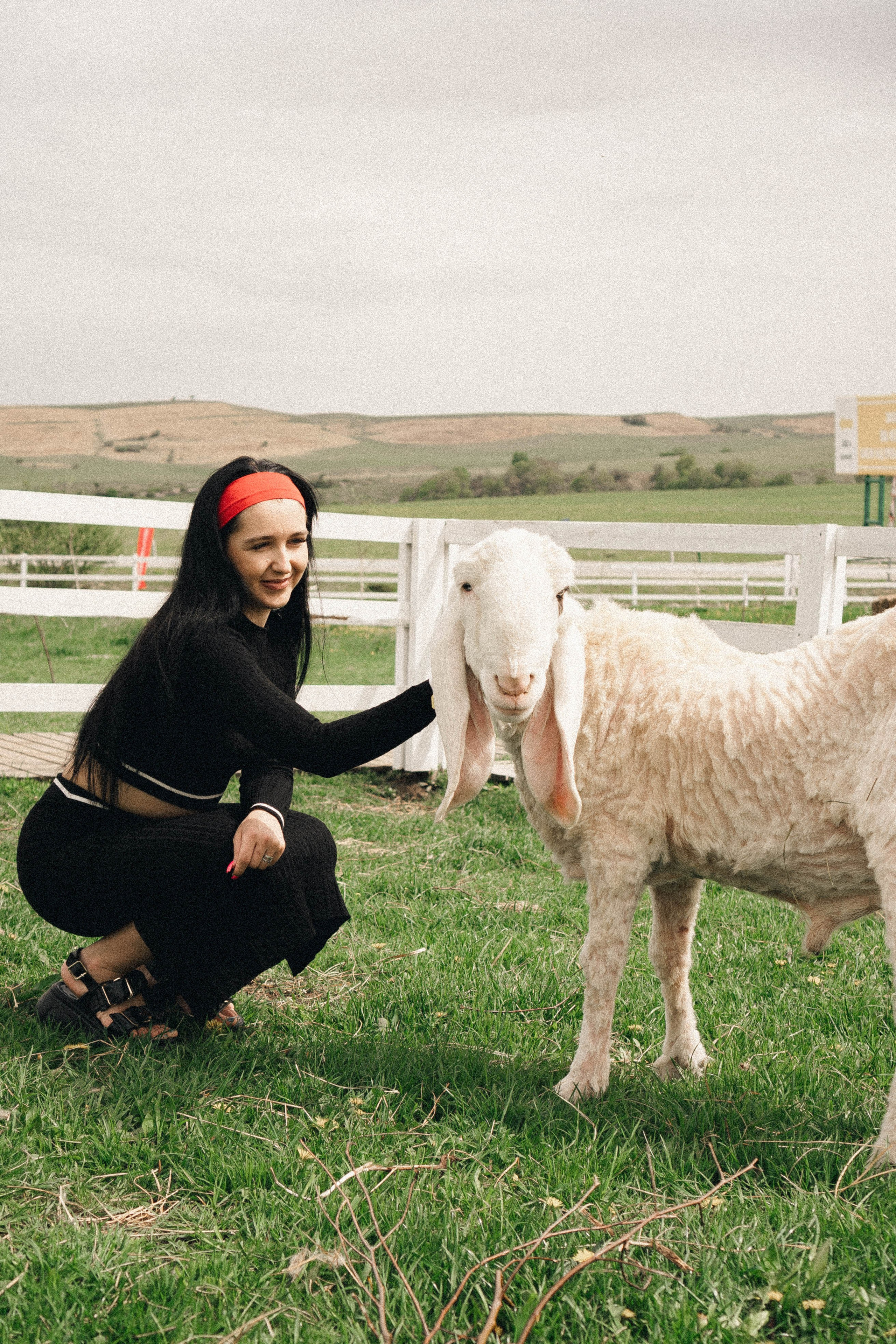 Ферма Альпак. Профессиональный фотограф, Санкт-Петербург — Виктория Богомолова