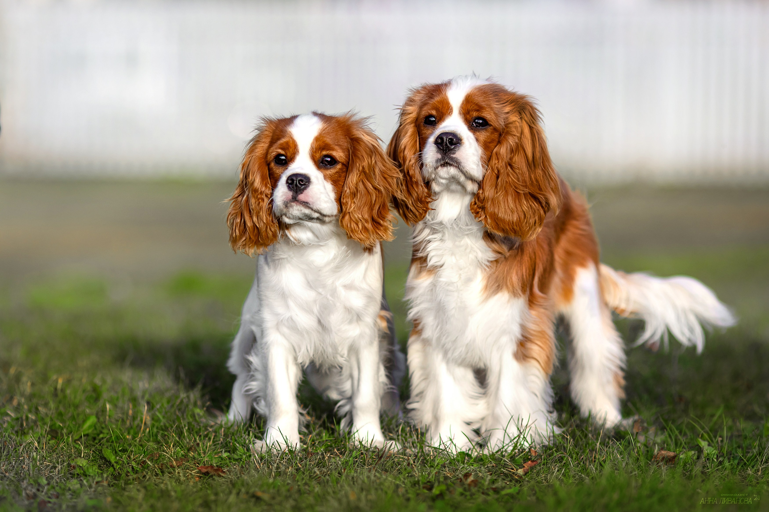 Кавалеры. Фотограф анималист Аня Ливанова | Рыбинск