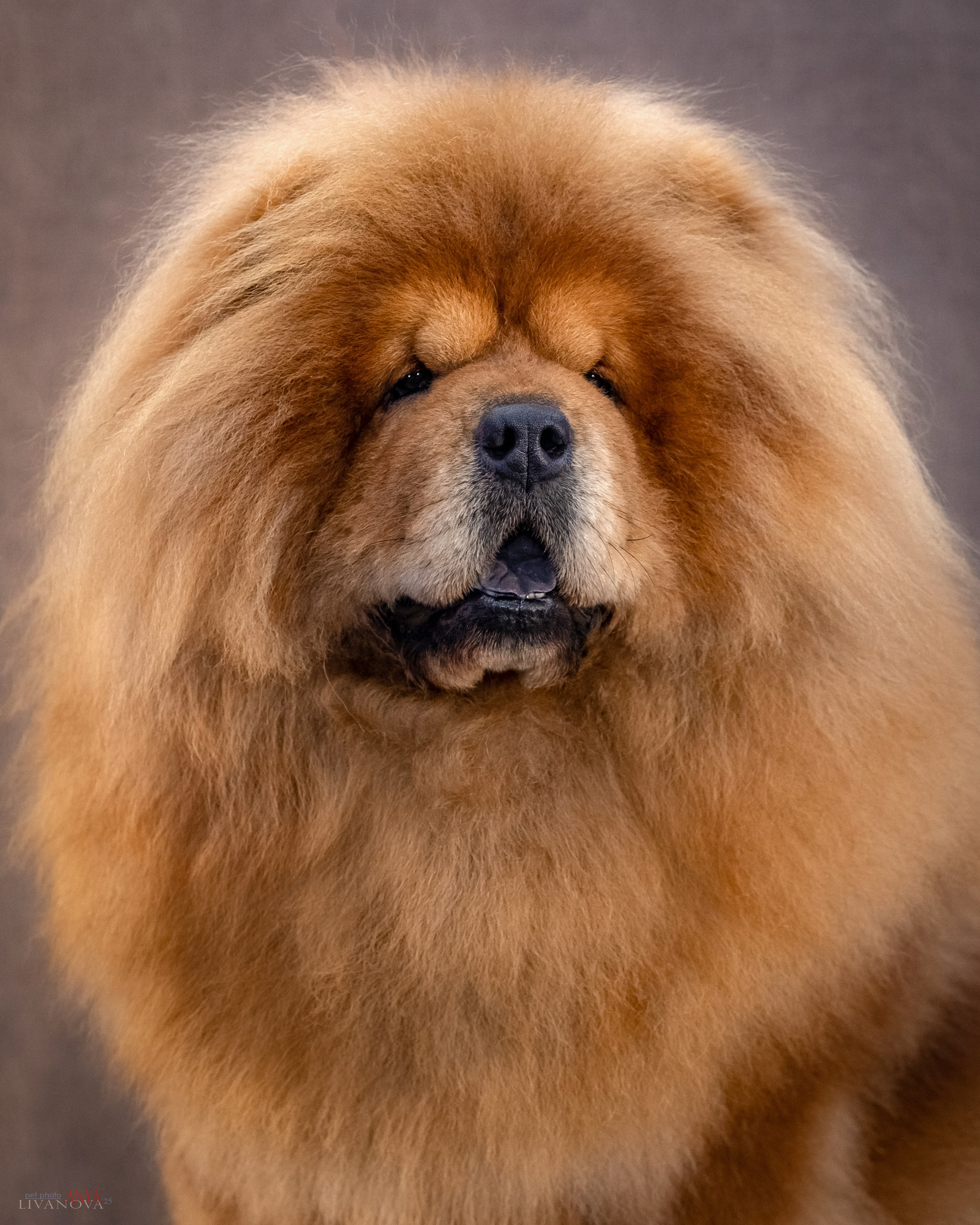 Дарик. Фотограф анималист Аня Ливанова | Рыбинск