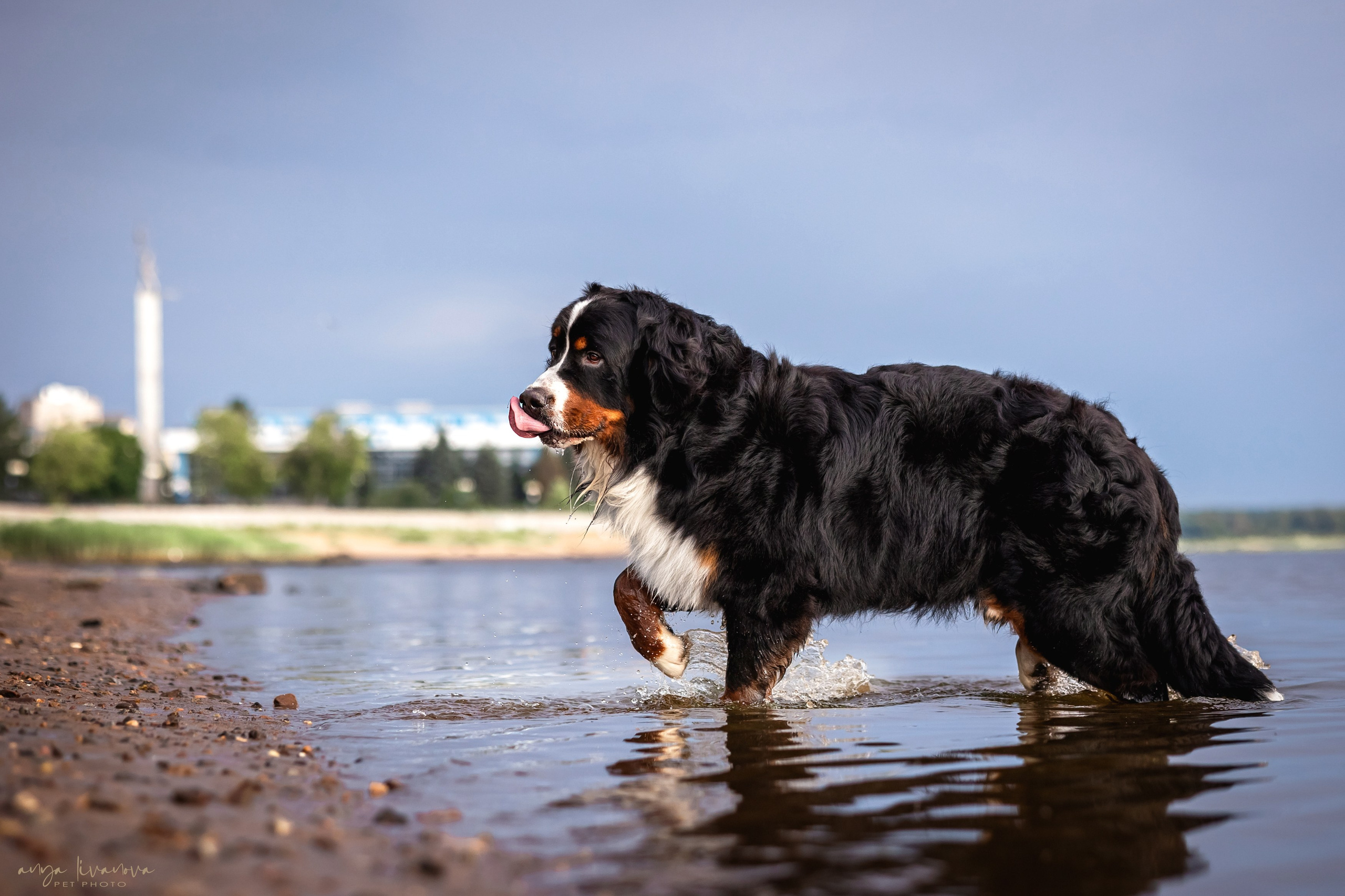 Маша и Буч. Фотограф анималист Аня Ливанова | Рыбинск